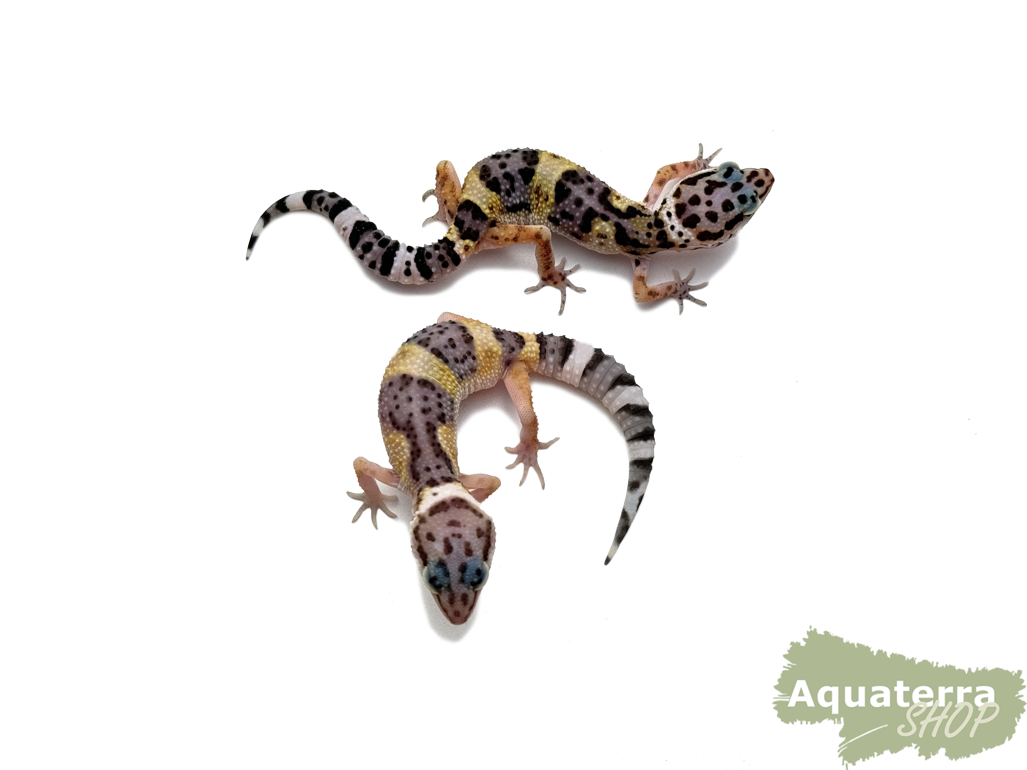 Eublepharis macularius, Leopardgecko