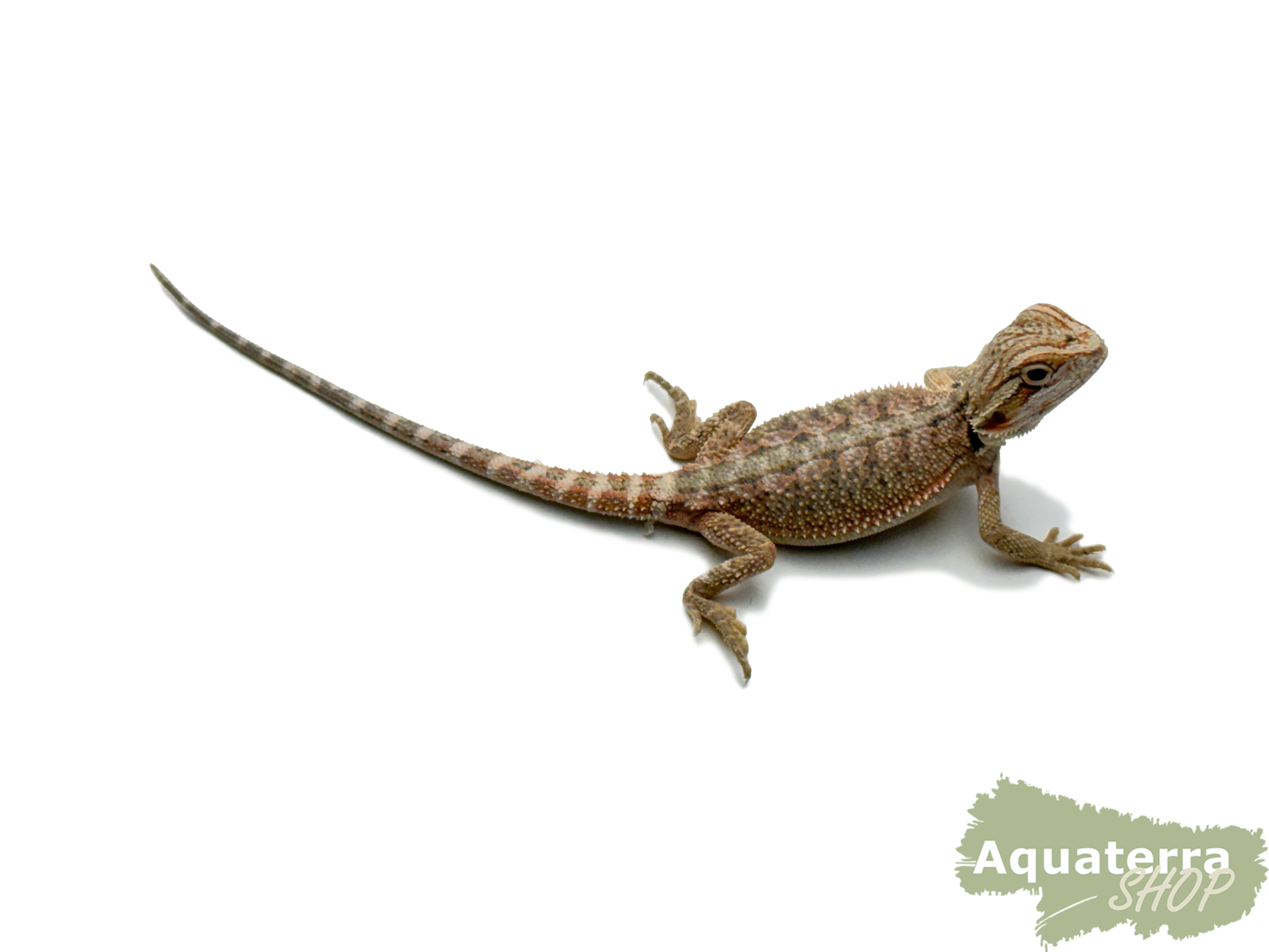 Pogona vitticeps, Bartagame