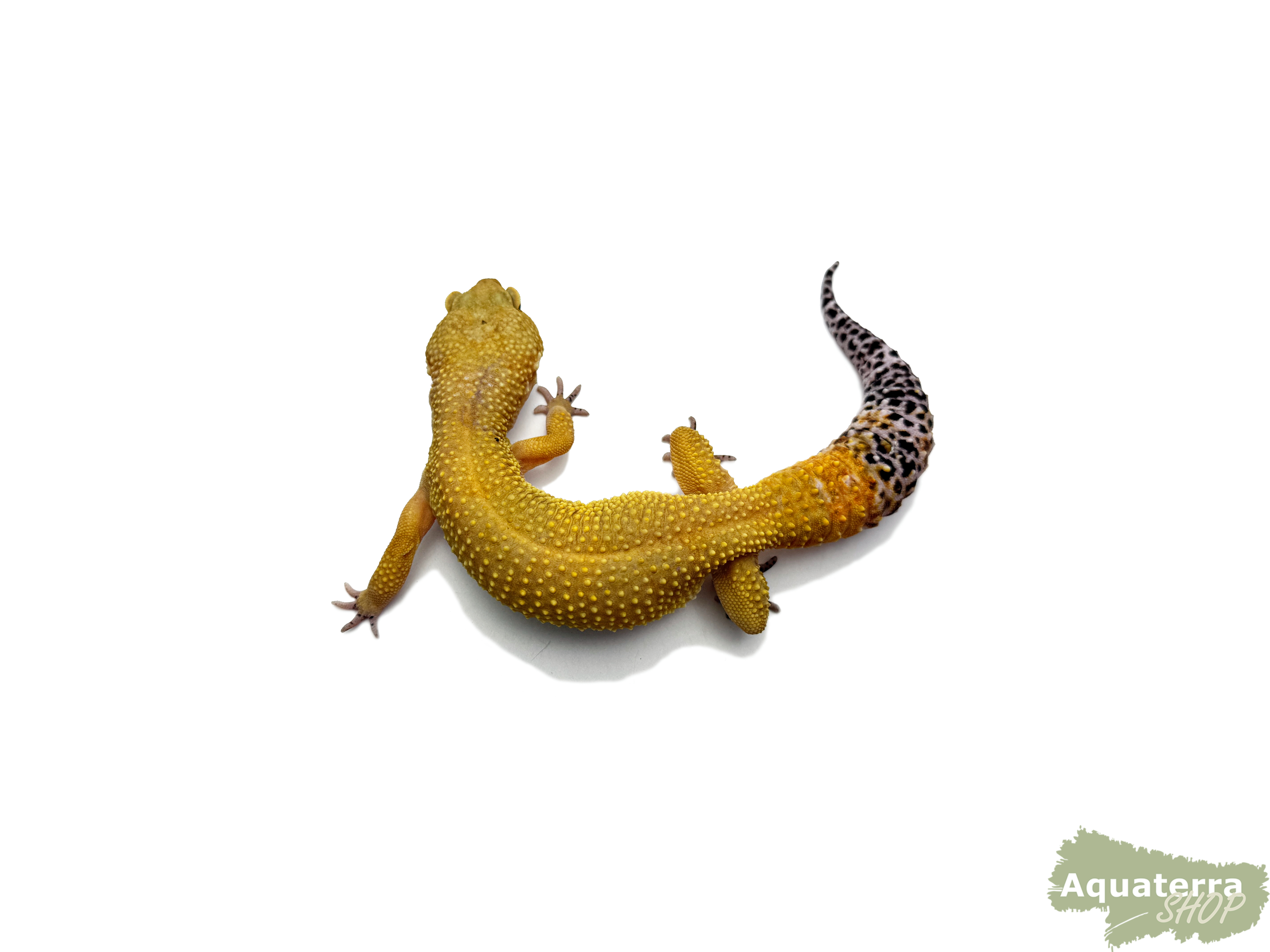 Eublepharis macularius, Leopardgecko