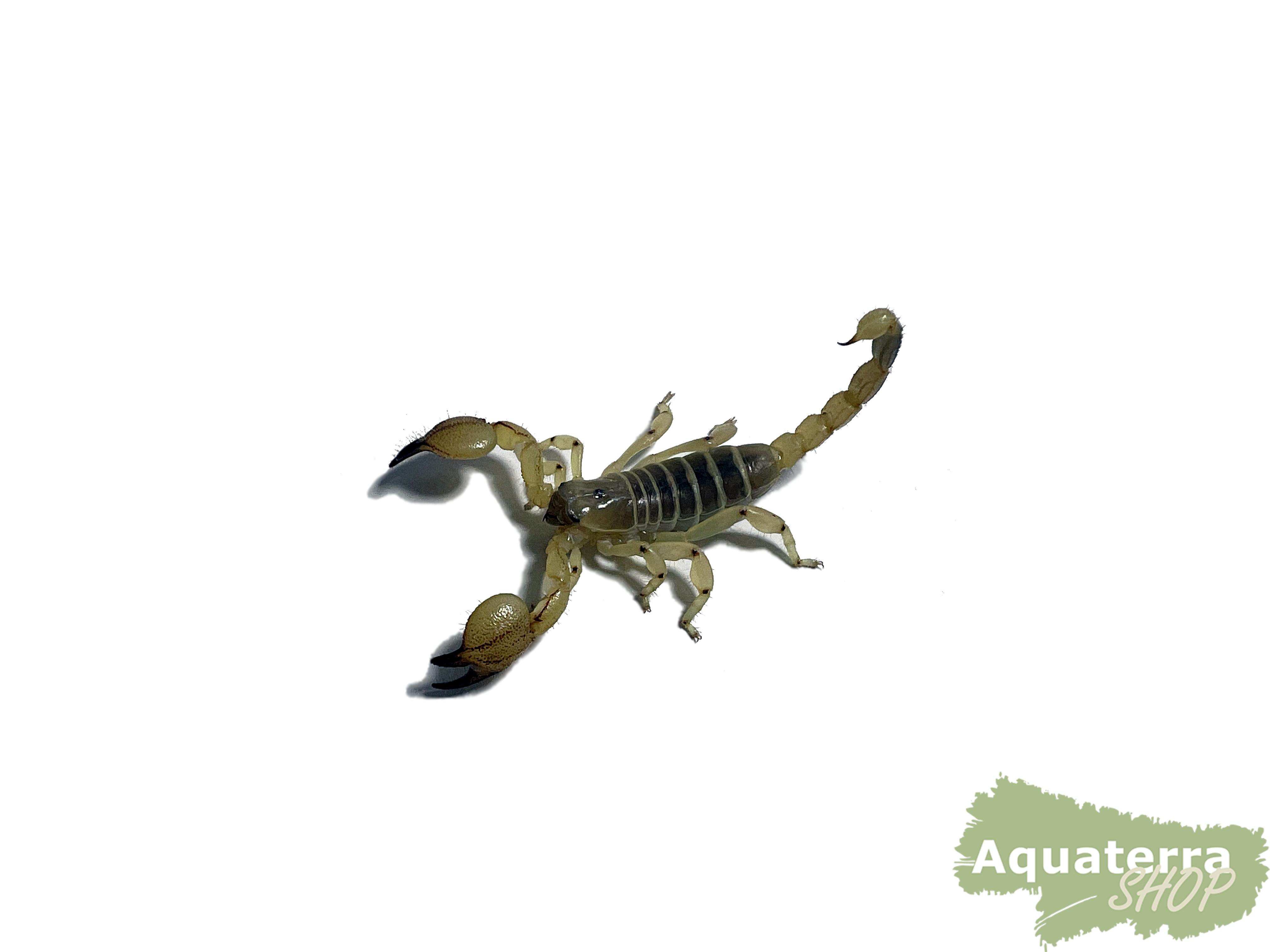  Scorpio maurus, Maurischer Skorpion