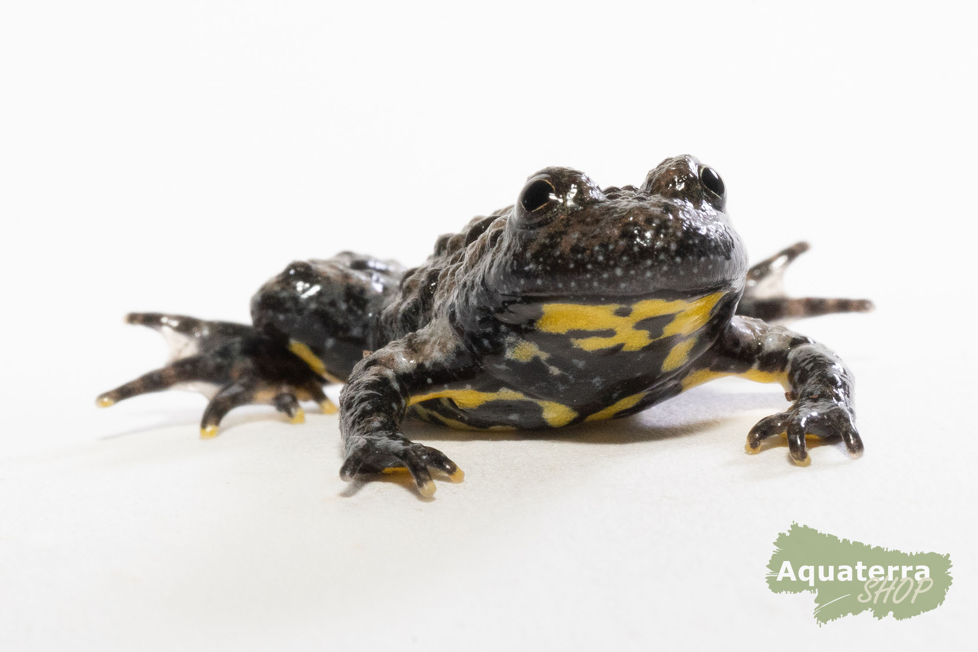 Bombina variegata, Gelbbauchunke