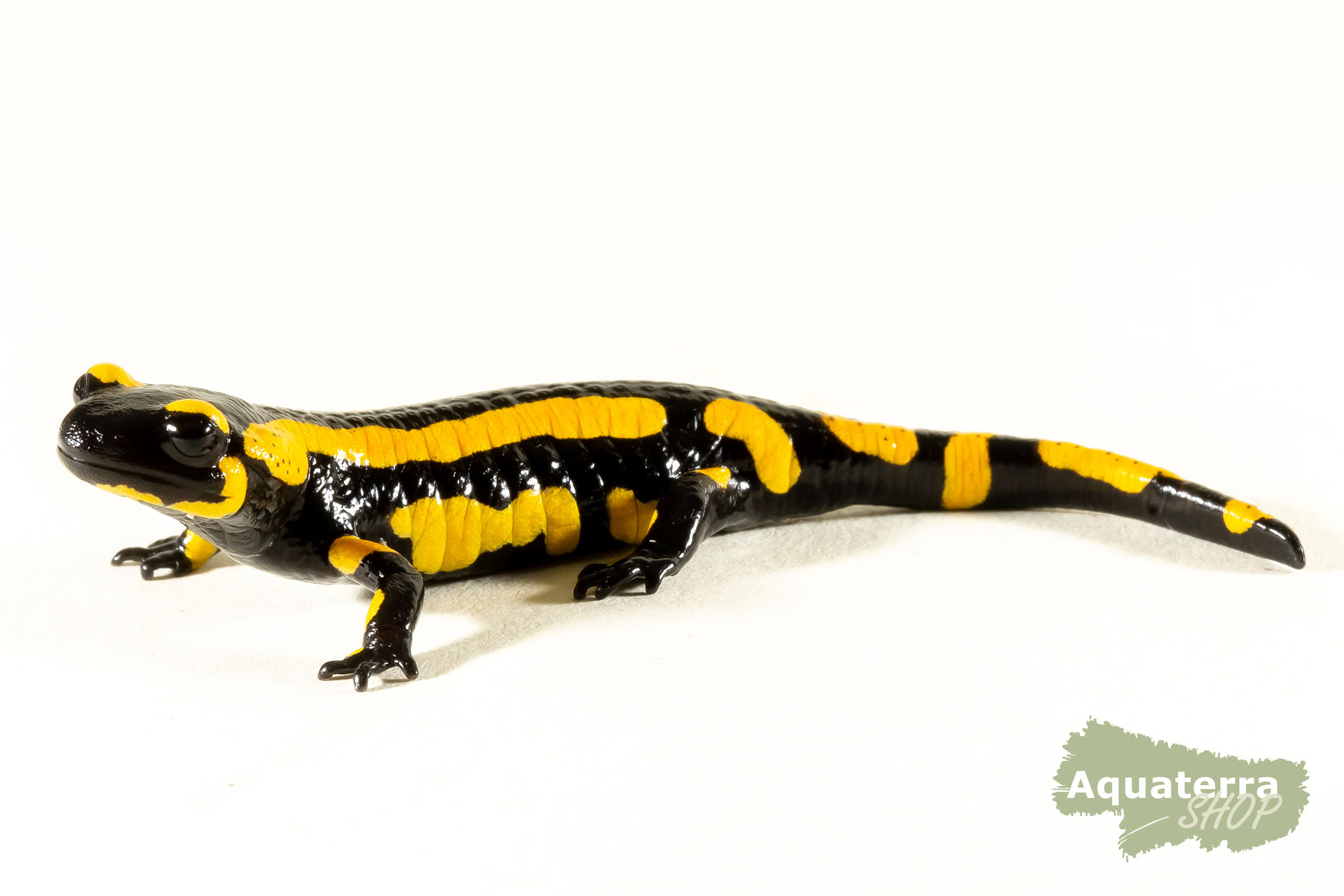 Salamandra s. terrestris, Feuersalamander (Nominat)