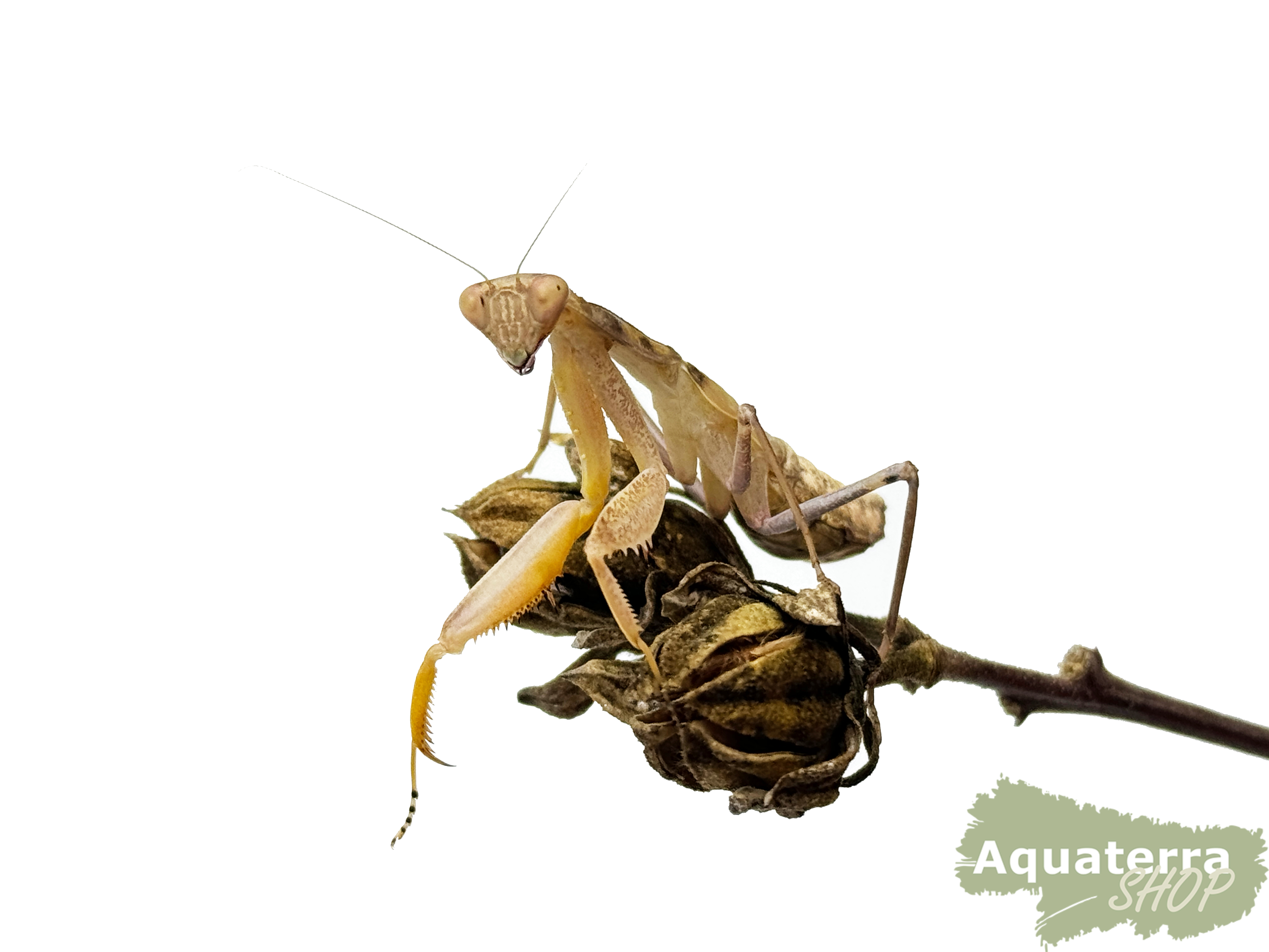 Sphodromantis lineolak, Ghana-Gottesanbeterin