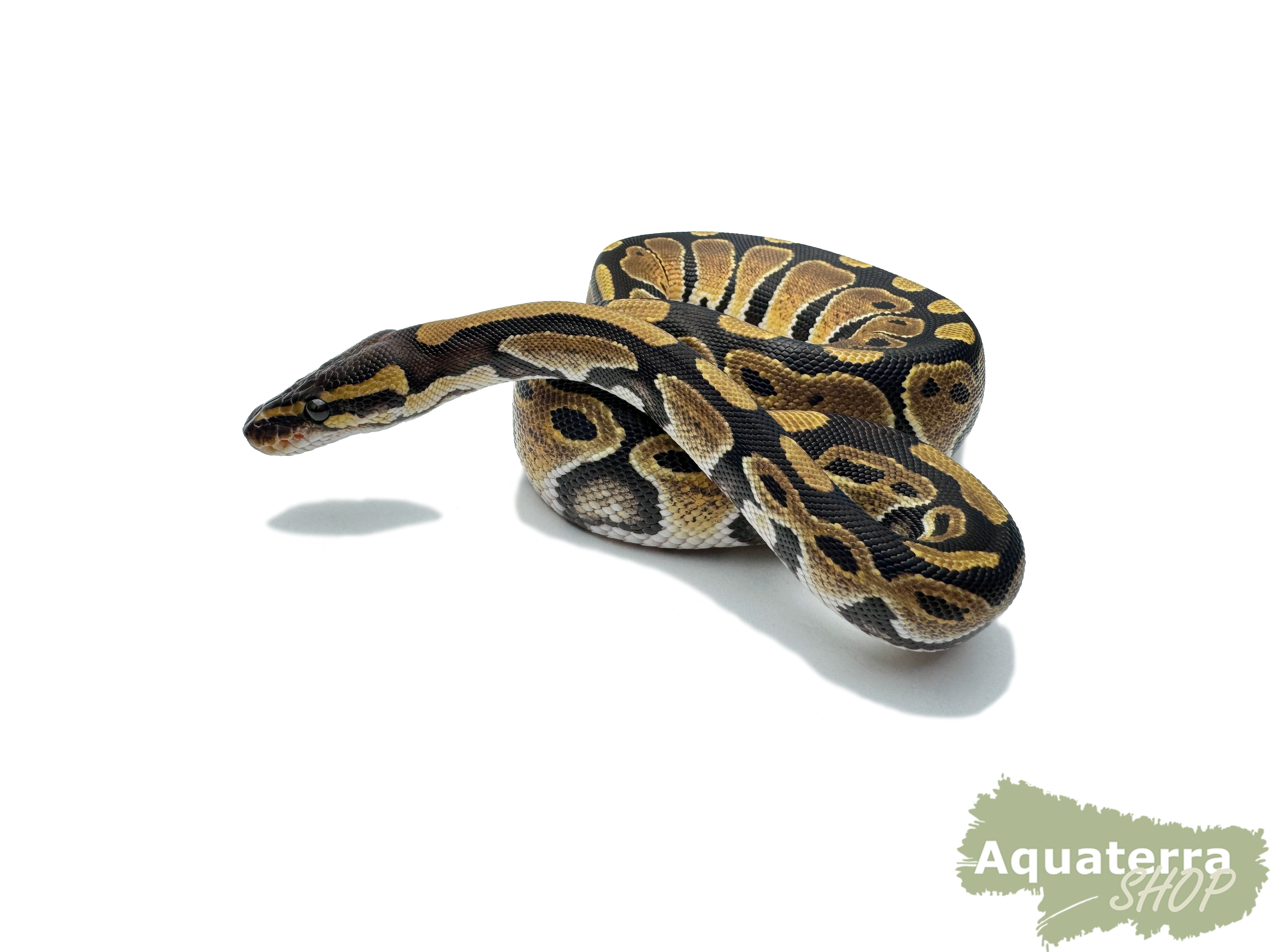 Python regius, Königspython