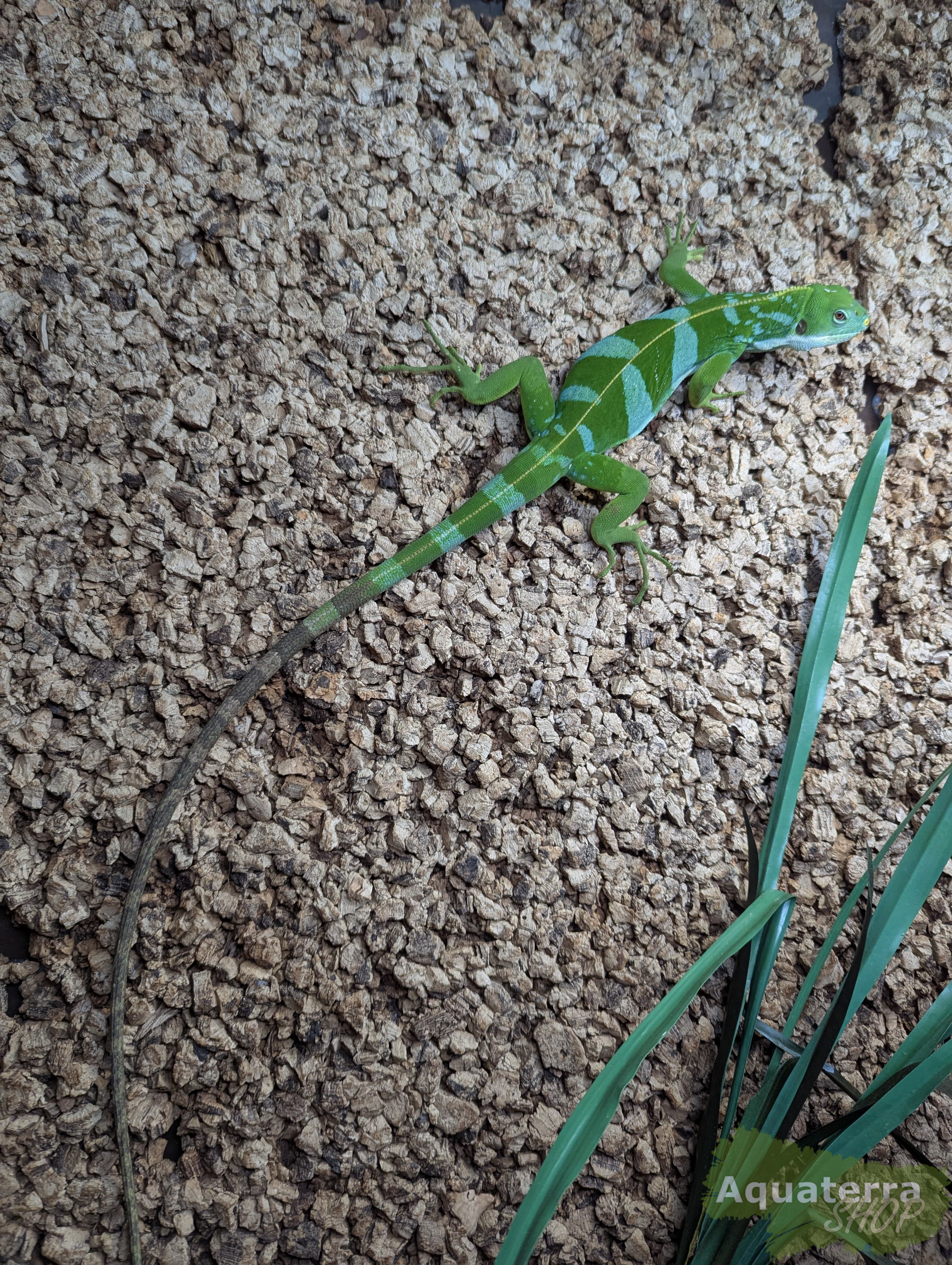 Brachylophus fasciatus, Fidji-Leguan