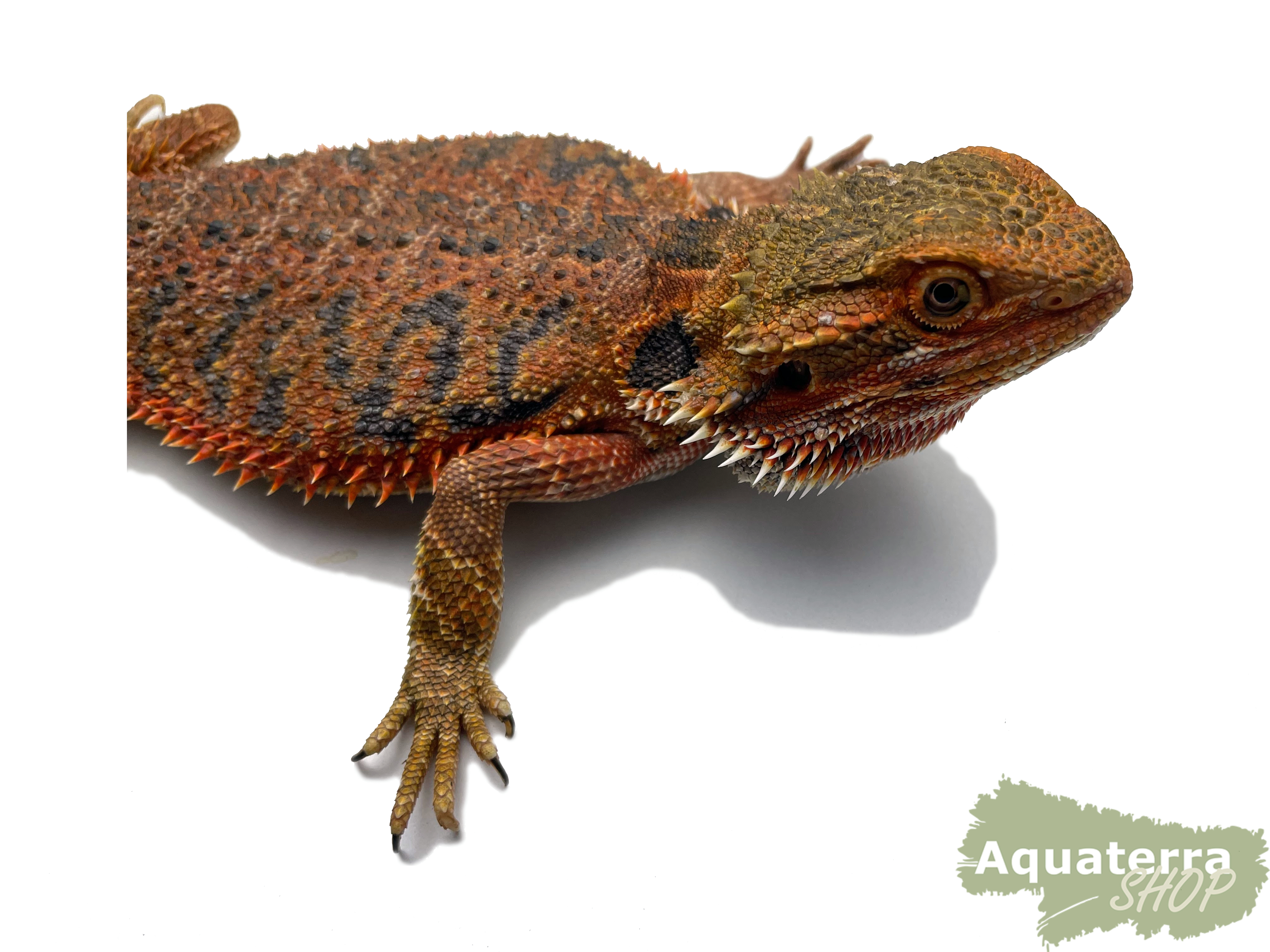 Pogona vitticeps, Bartagame
