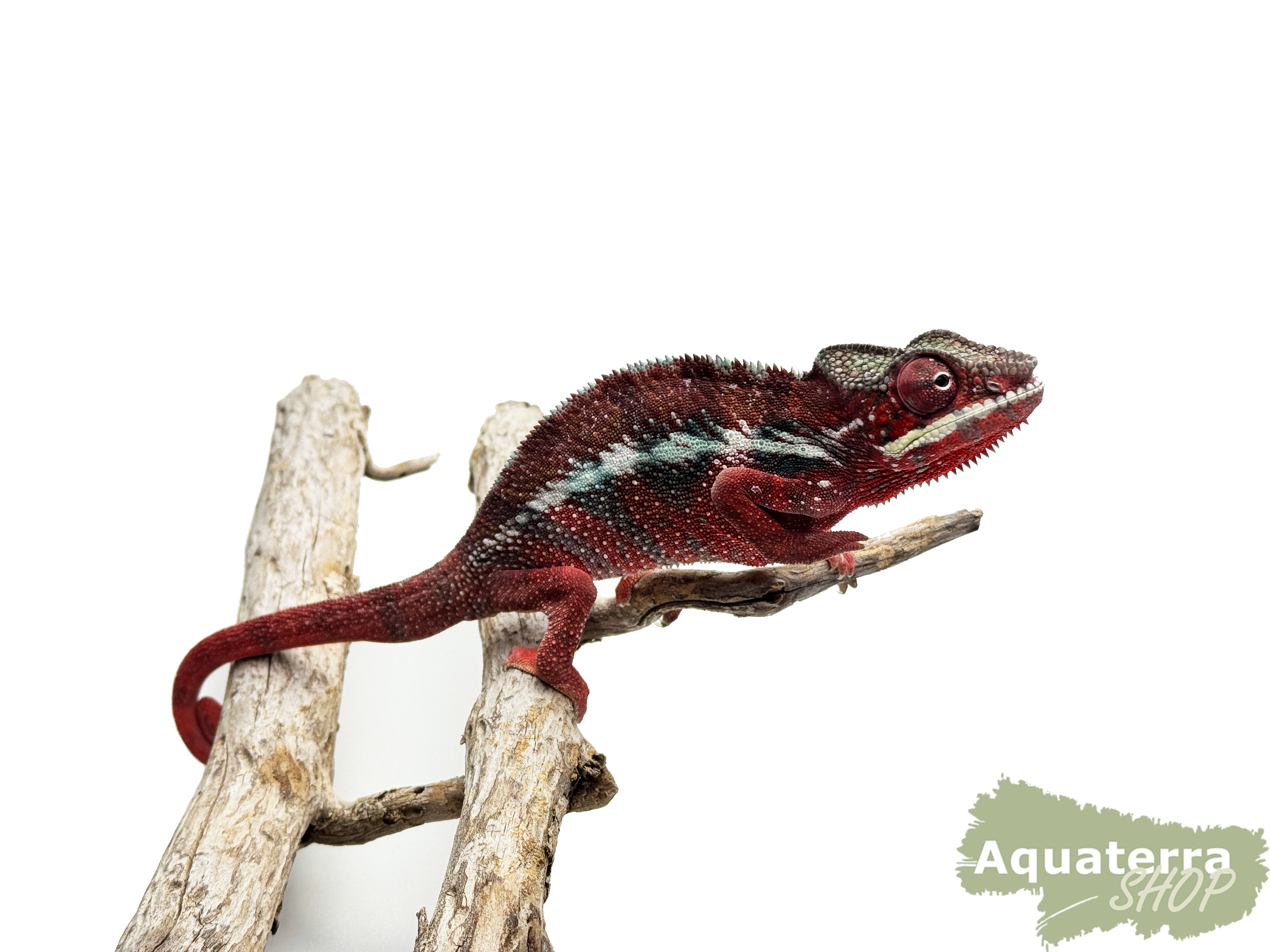 Furcifer pardalis, Pantherchamäleon 