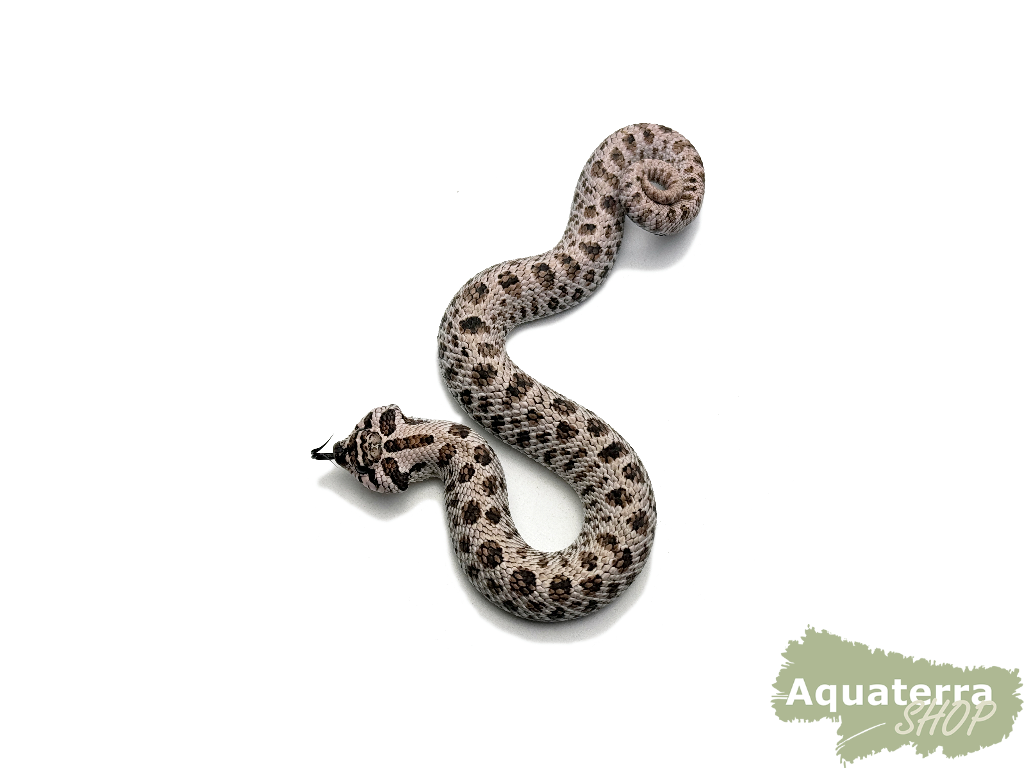 Heterodon nasicus, Westliche Hakennasennatter