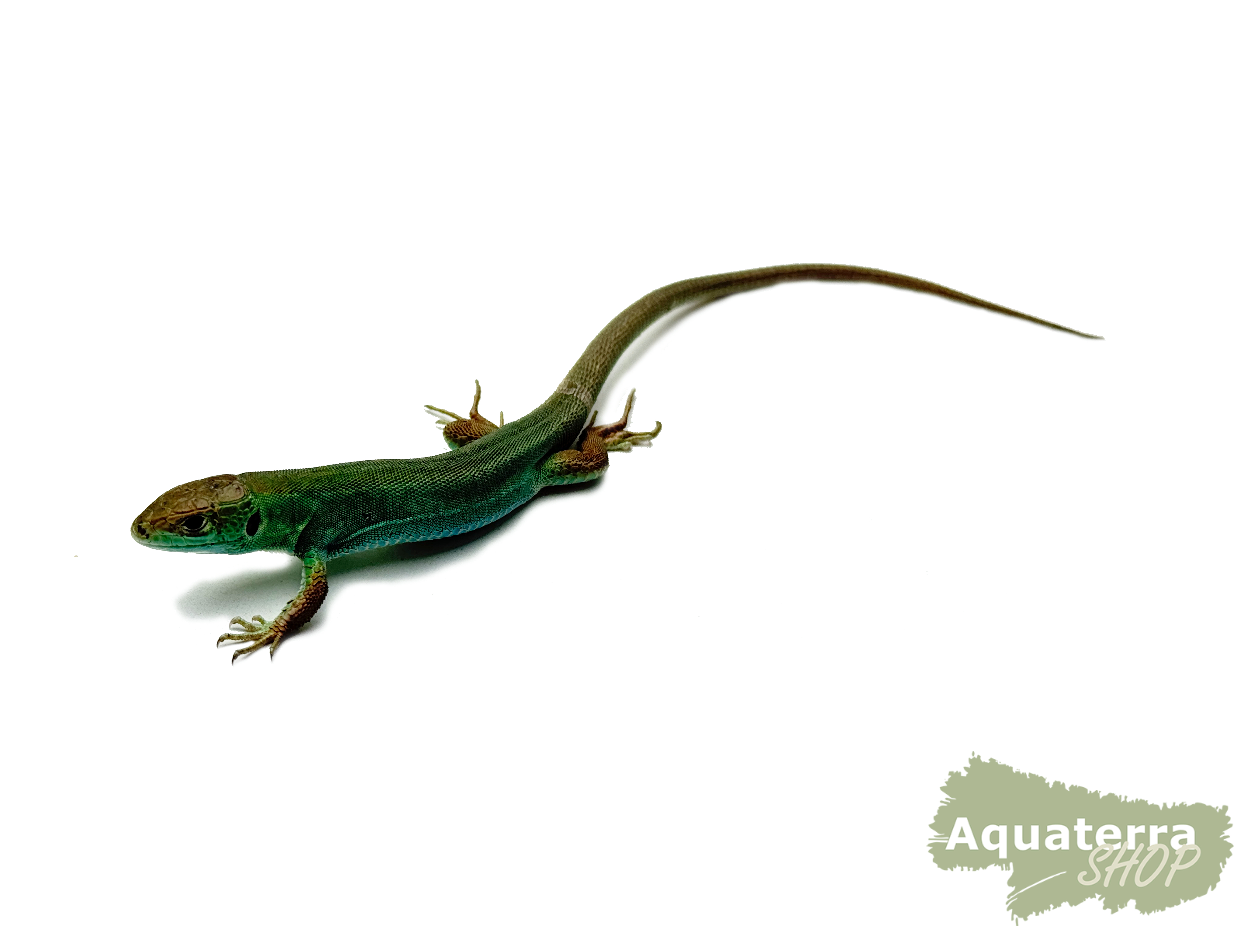Lacerta bilineata, Smaragdeidechse