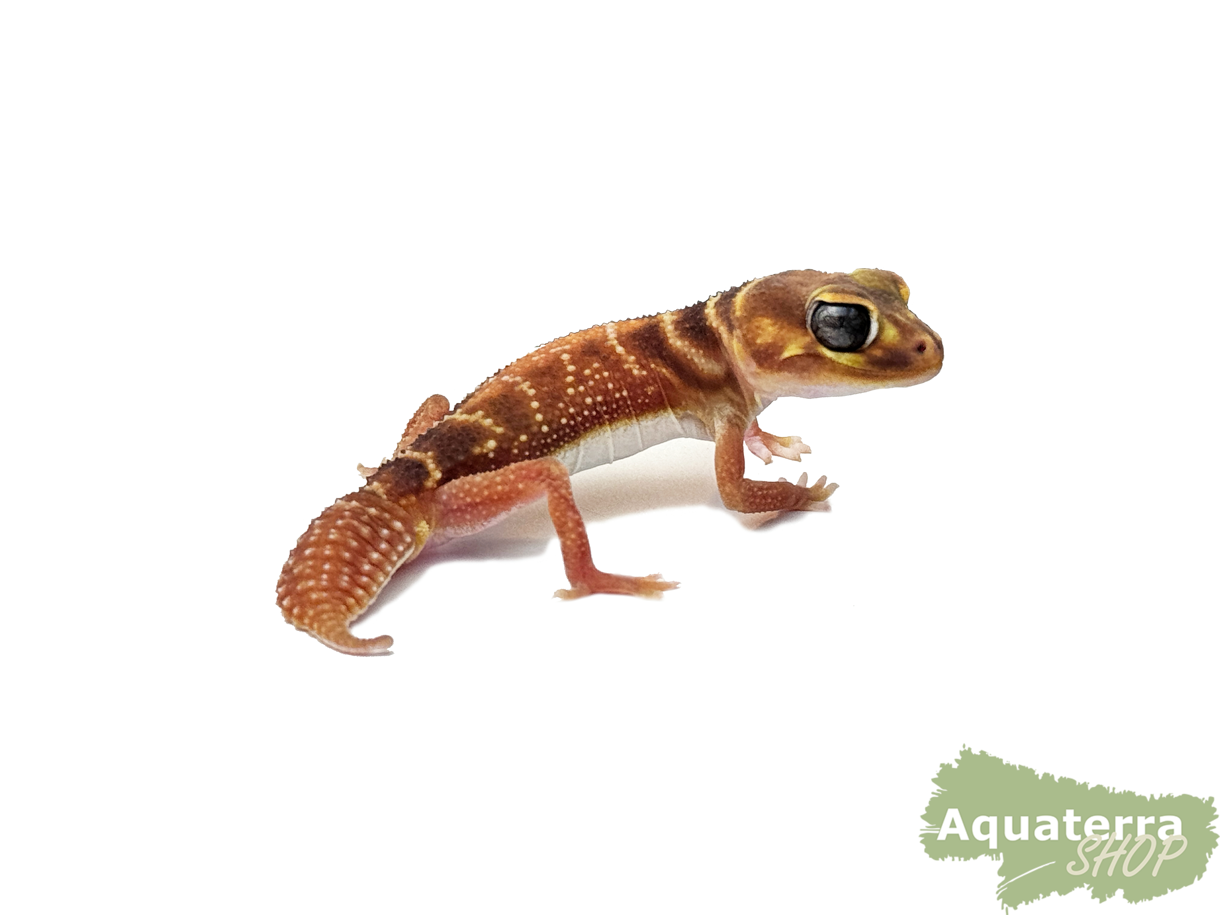 Nephrurus levis levis, Glatter Knopfschwanzgecko