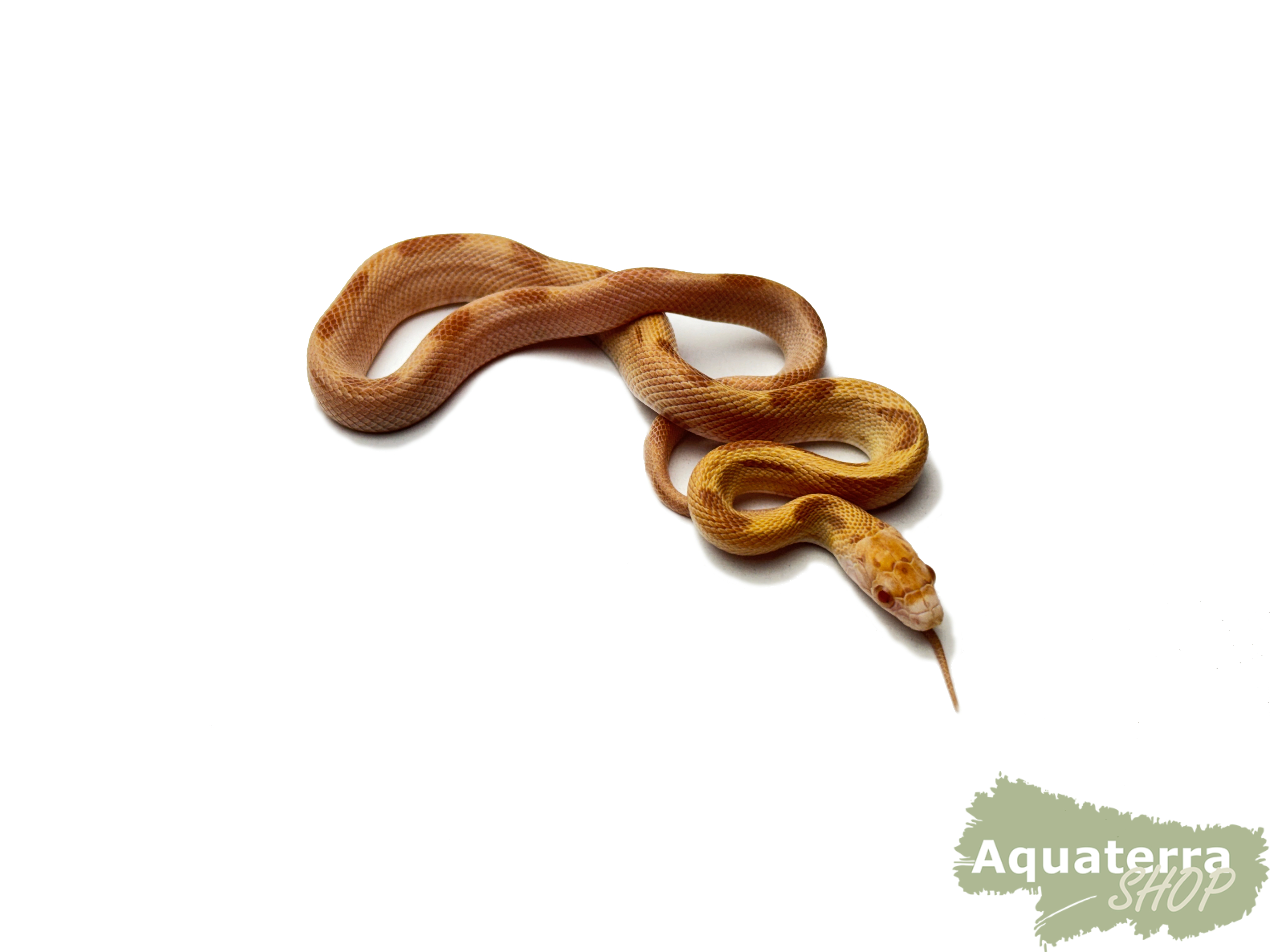 Pantherophis guttatus, Kornnatter