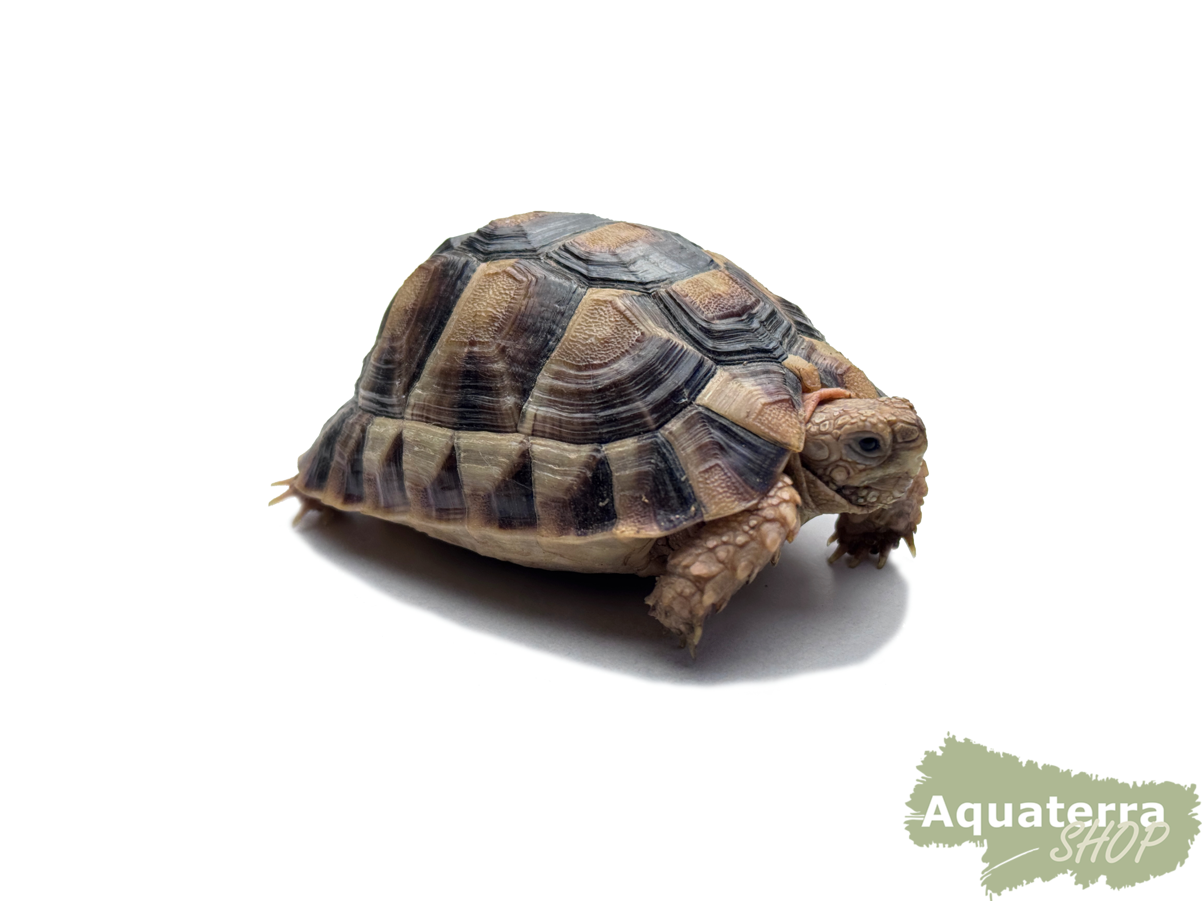 Testudo kleinmanni, Ägyptische Landschildkröte