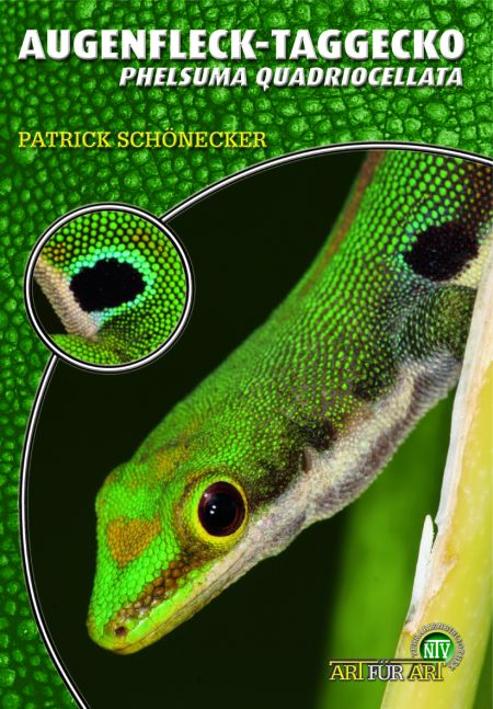 Der Augenfleck-Taggecko, Phelsuma quadriocellata, Pfauenaugen-Taggecko, Vierflecken-Taggecko