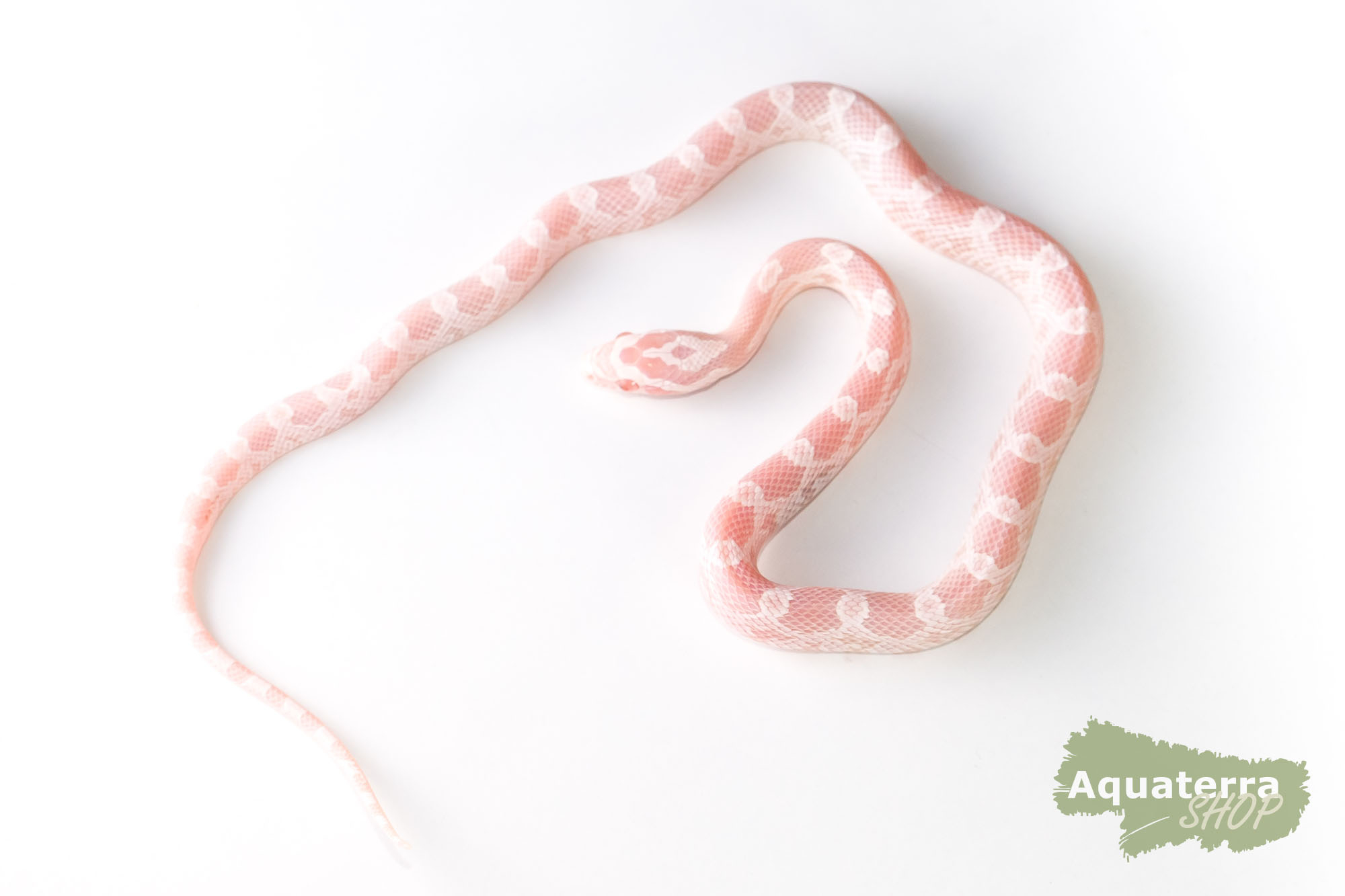 Pantherophis guttatus, Kornnatter Pantherophis guttatus, Kornnatter