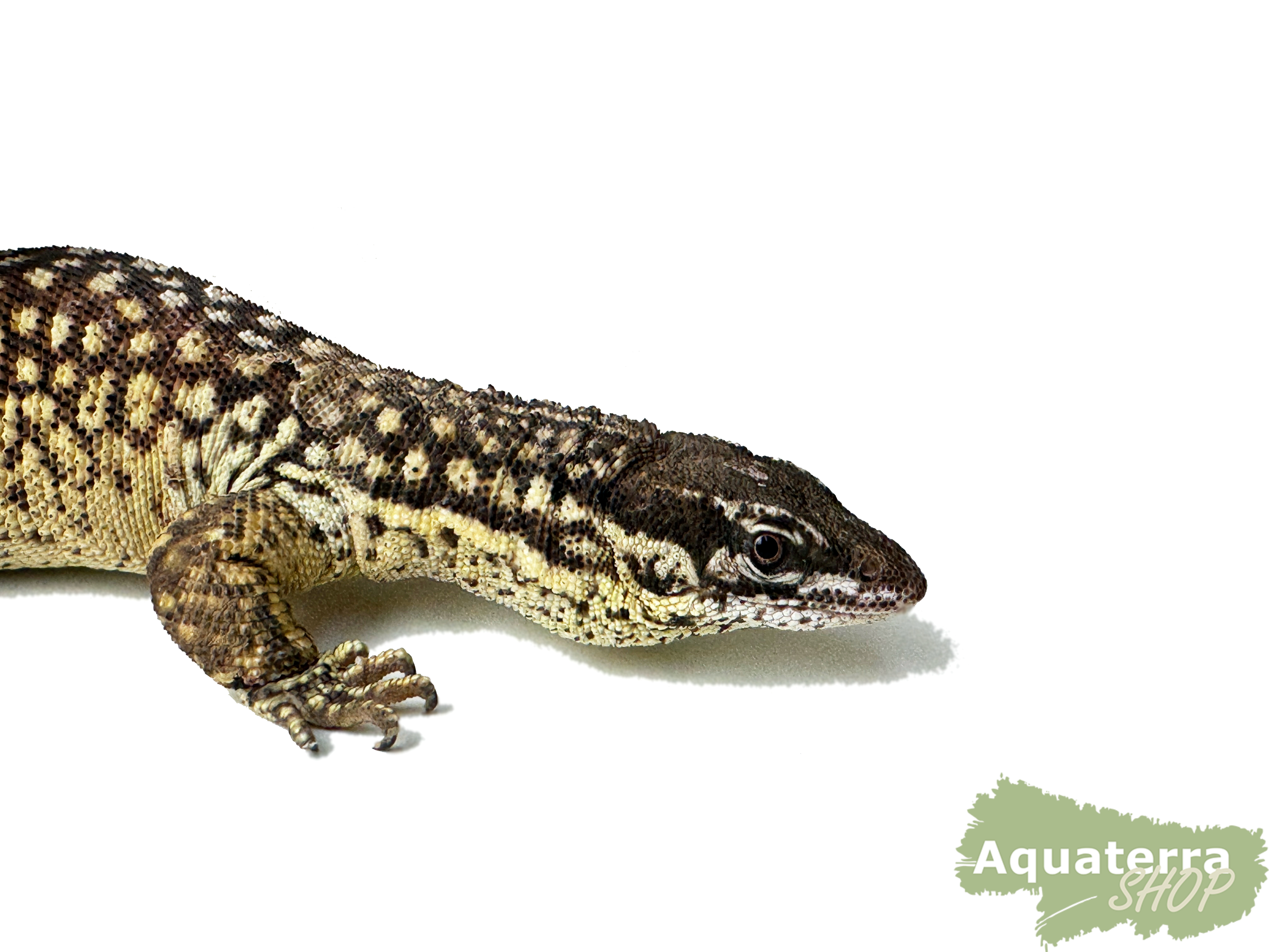 Varanus acanthurus, Stachelschwanzwaran