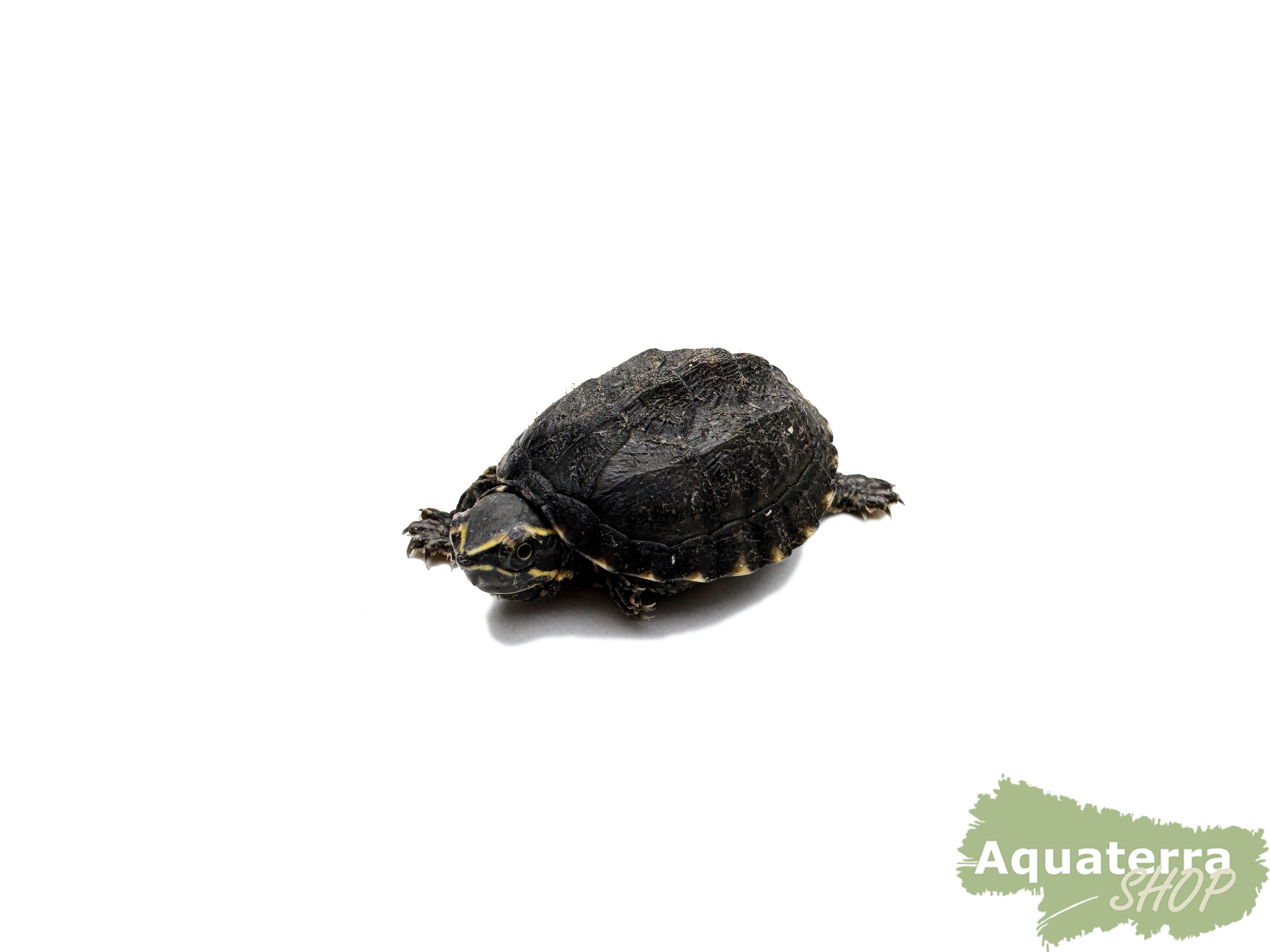 Sternotherus odoratus, Gewöhnliche Moschusschildkröte