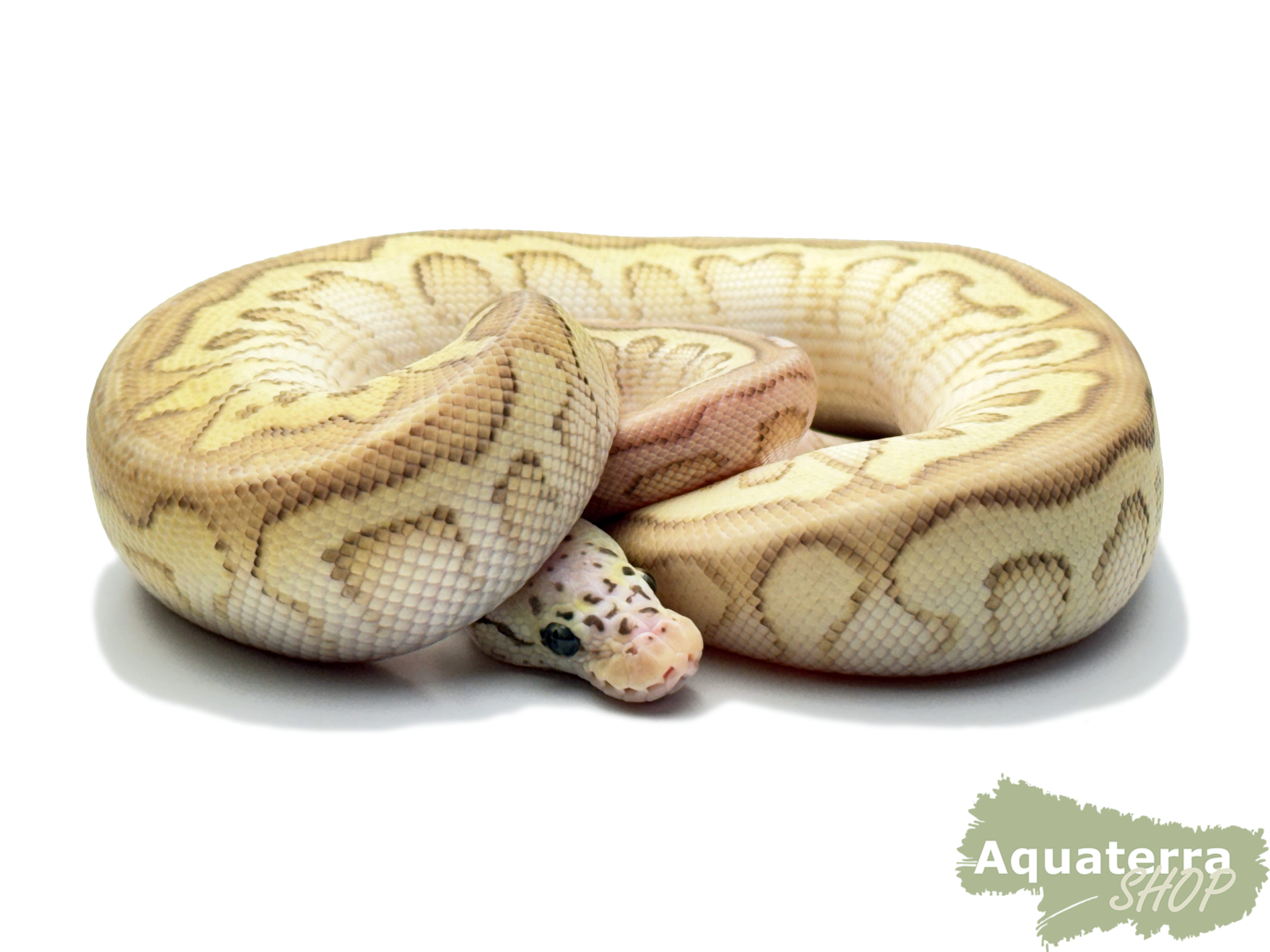 Python regius, Königspython