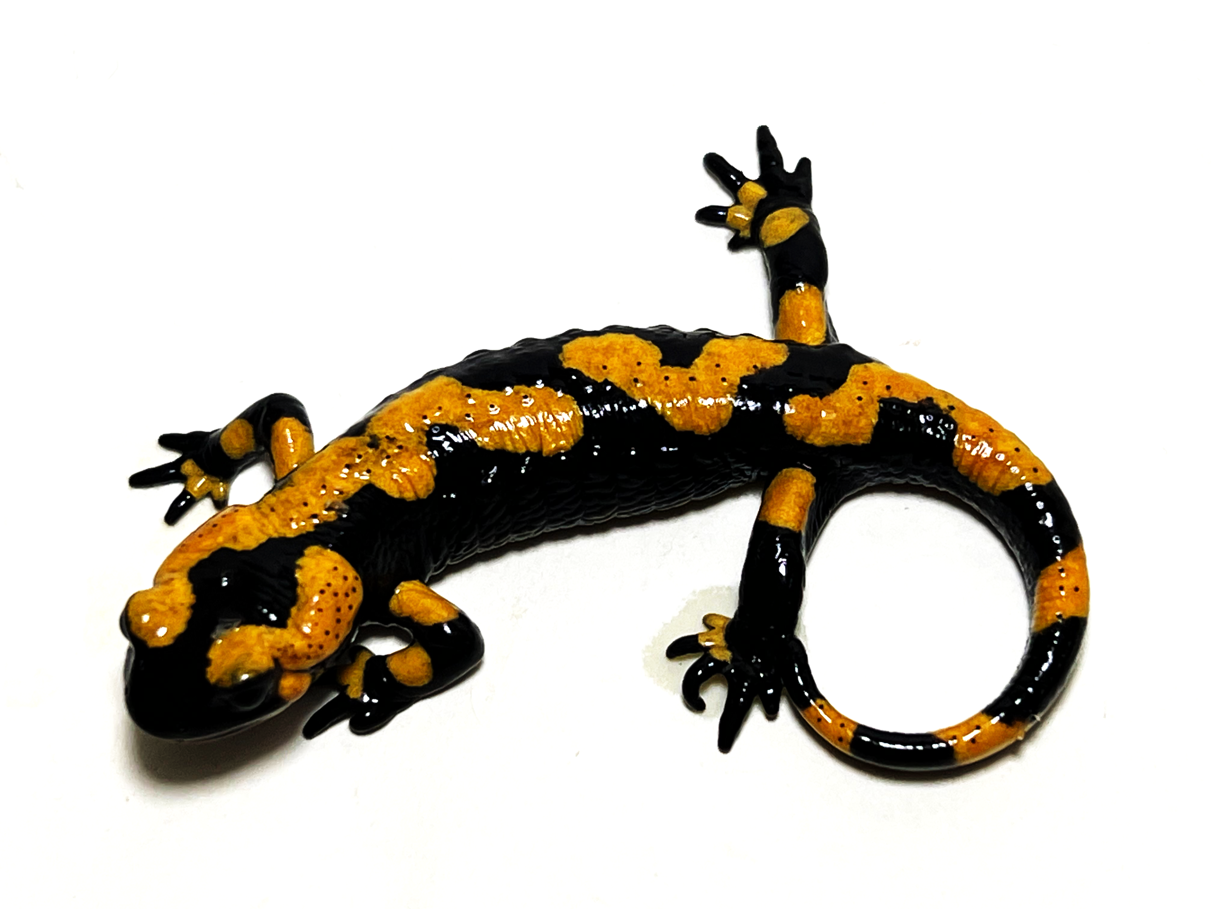Salamandra S. S., Feuersalamander