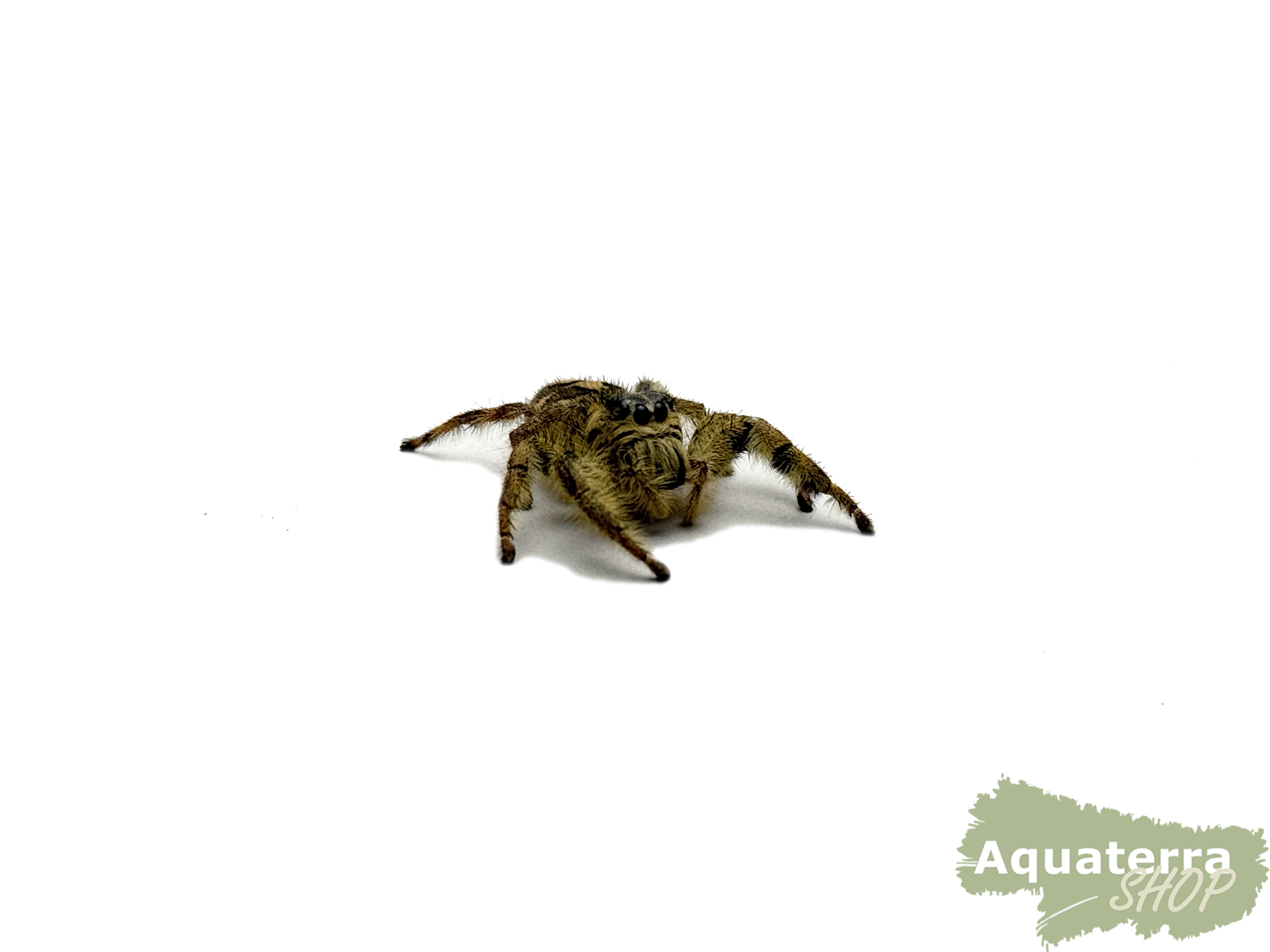 Hyllus diardi, Springspinne