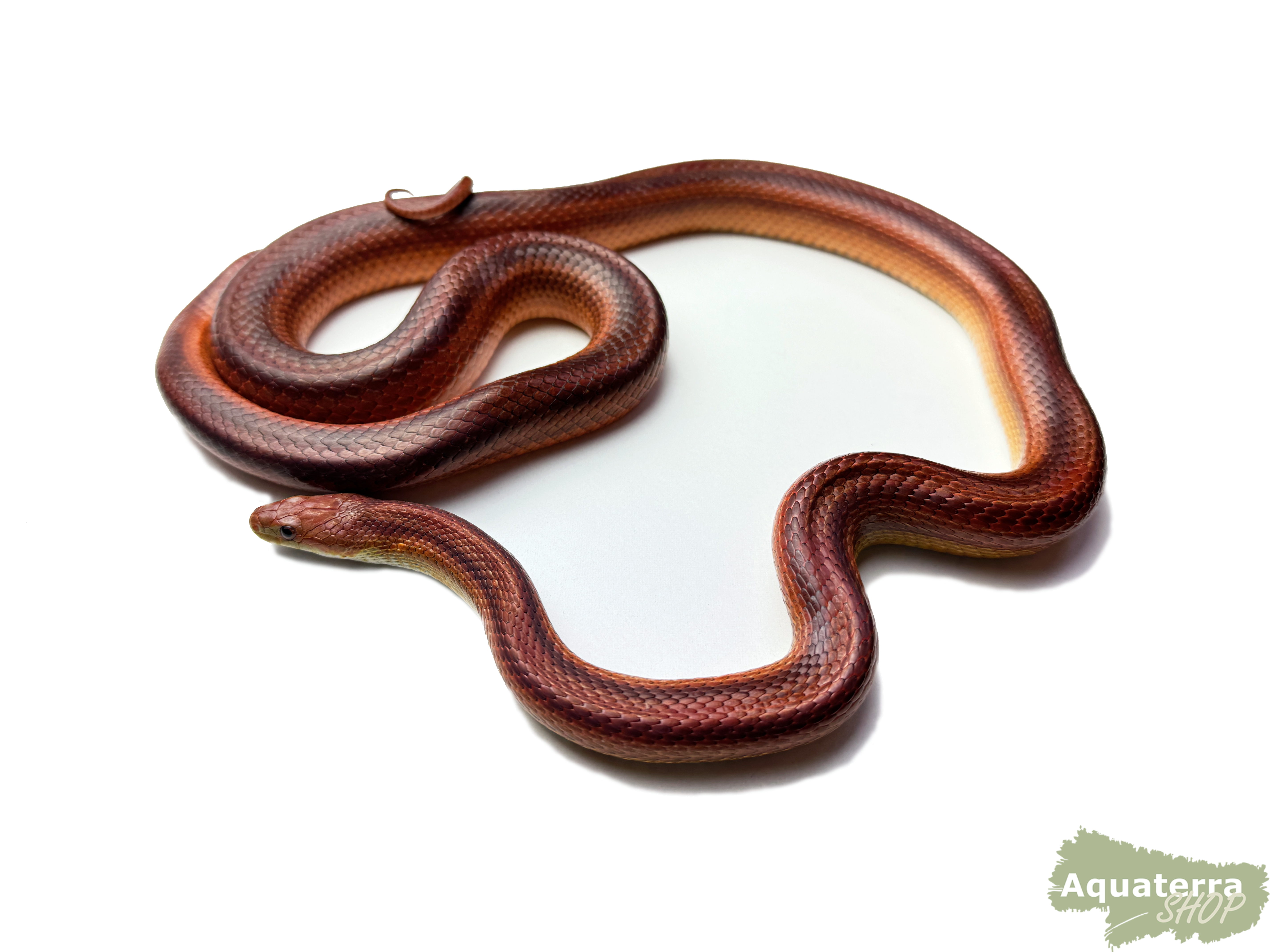 Pantherophis guttatus, Kornnatter
