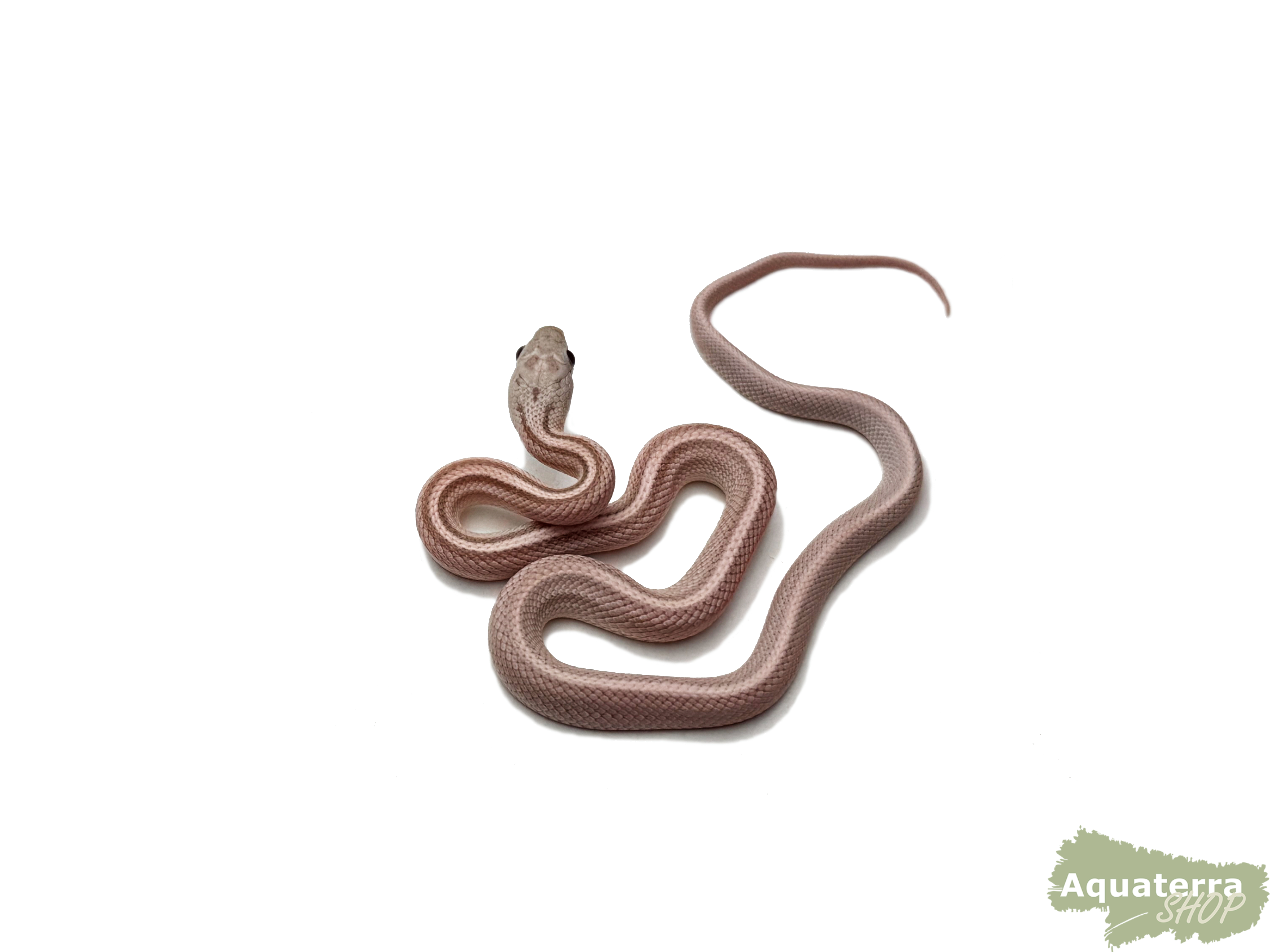 Pantherophis guttatus, Kornnatter