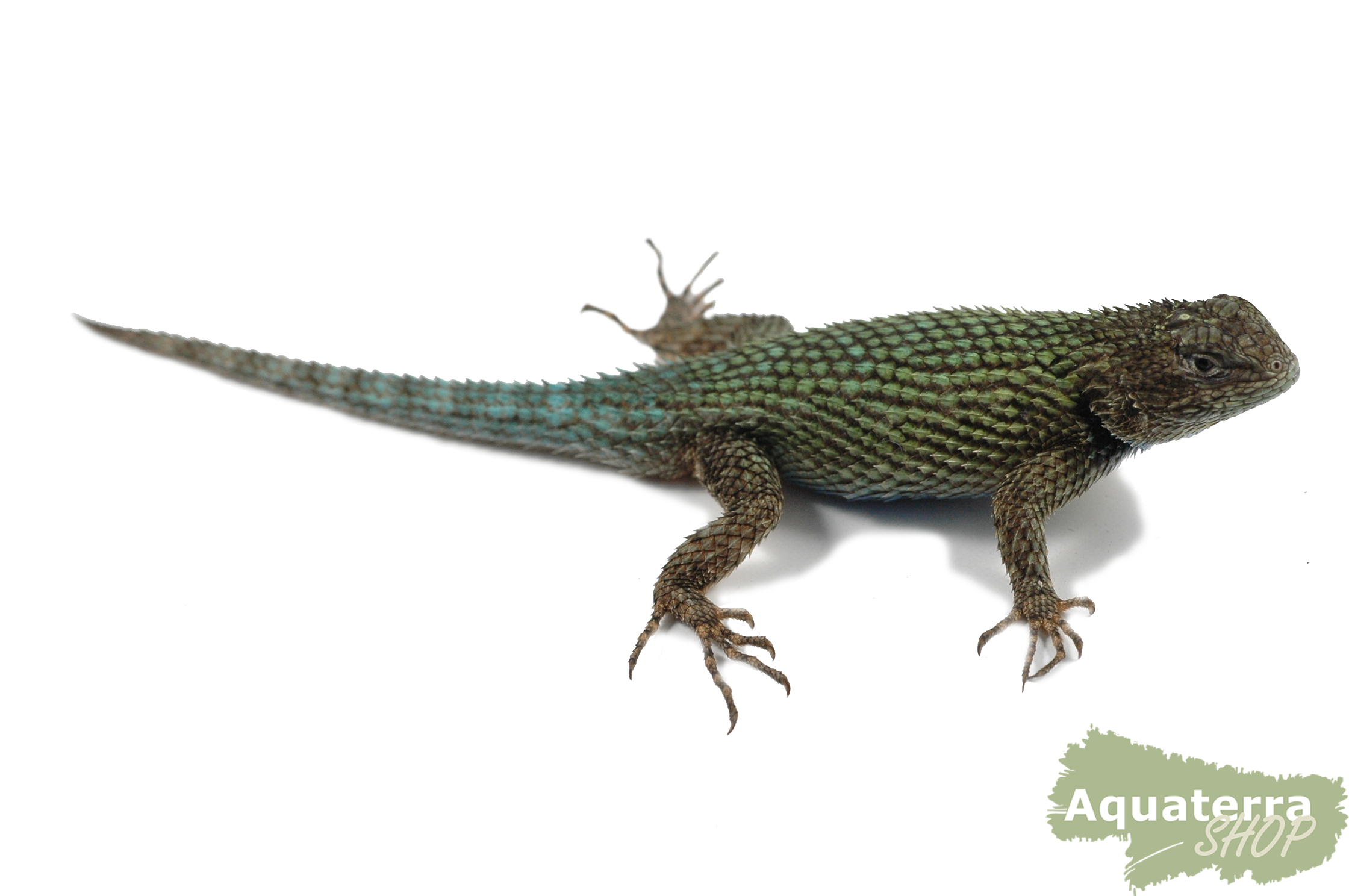 Sceloporus malachiticus, Malachit-Stachelleguan