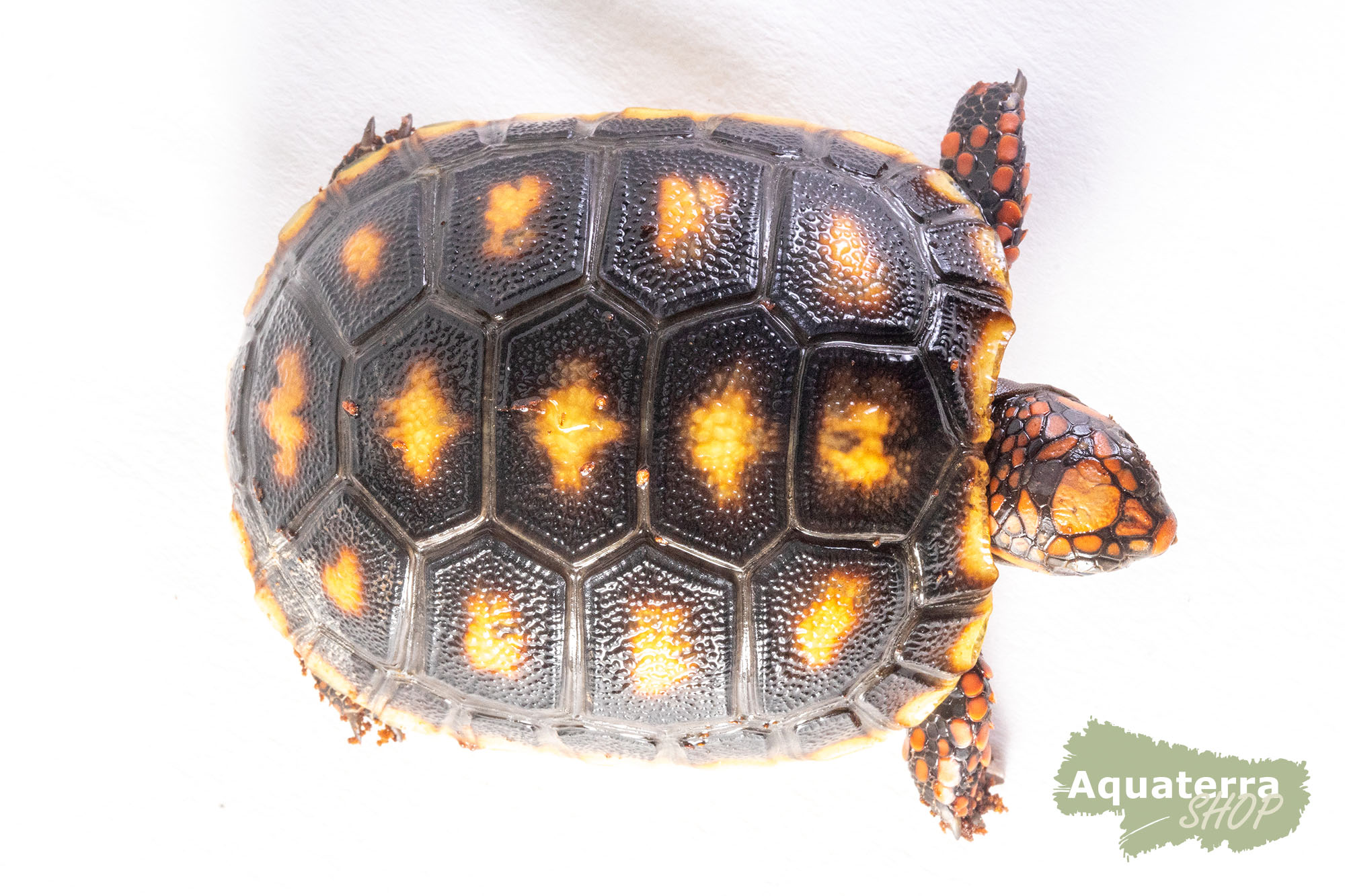 Chelonoidis carbonarius, Köhlerschildkröte