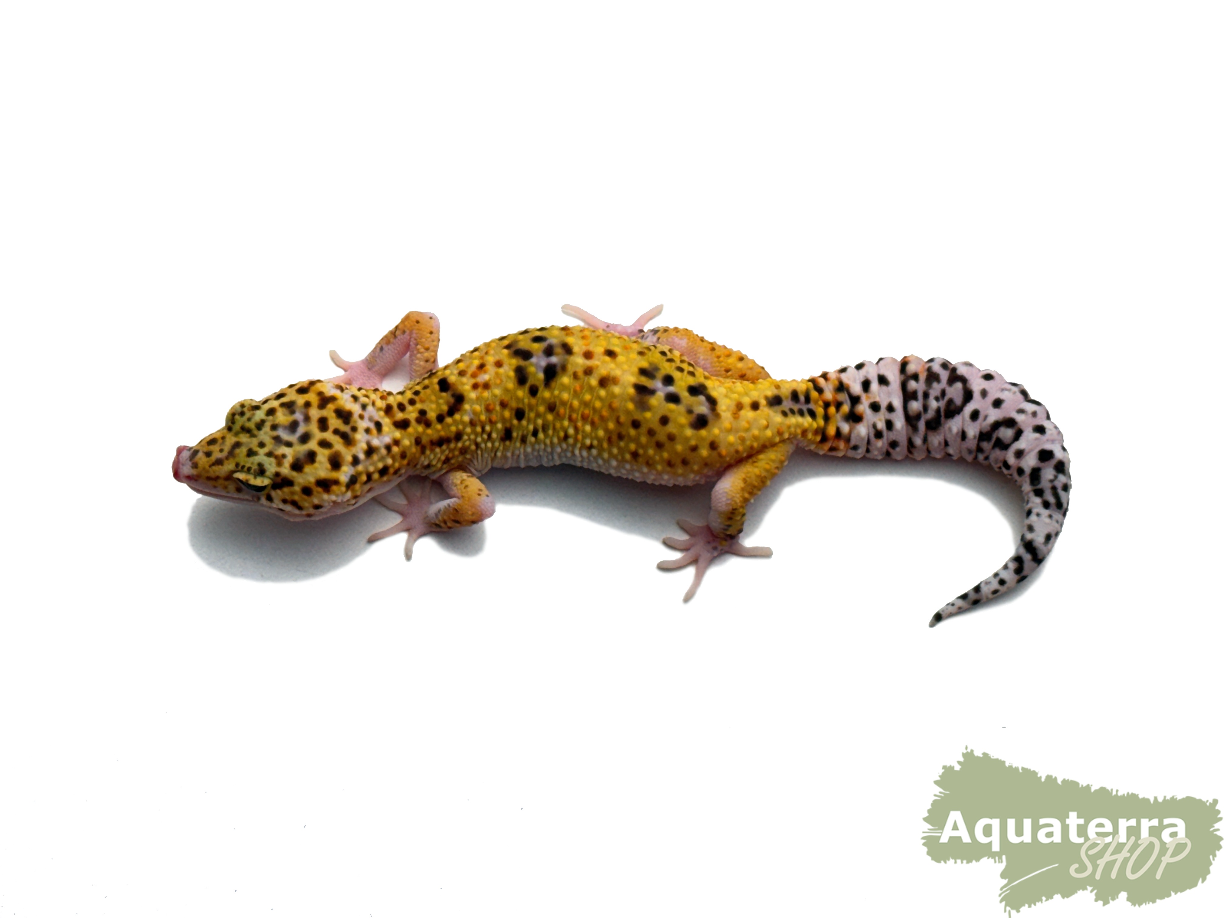 Eublepharis macularius, Leopardgecko