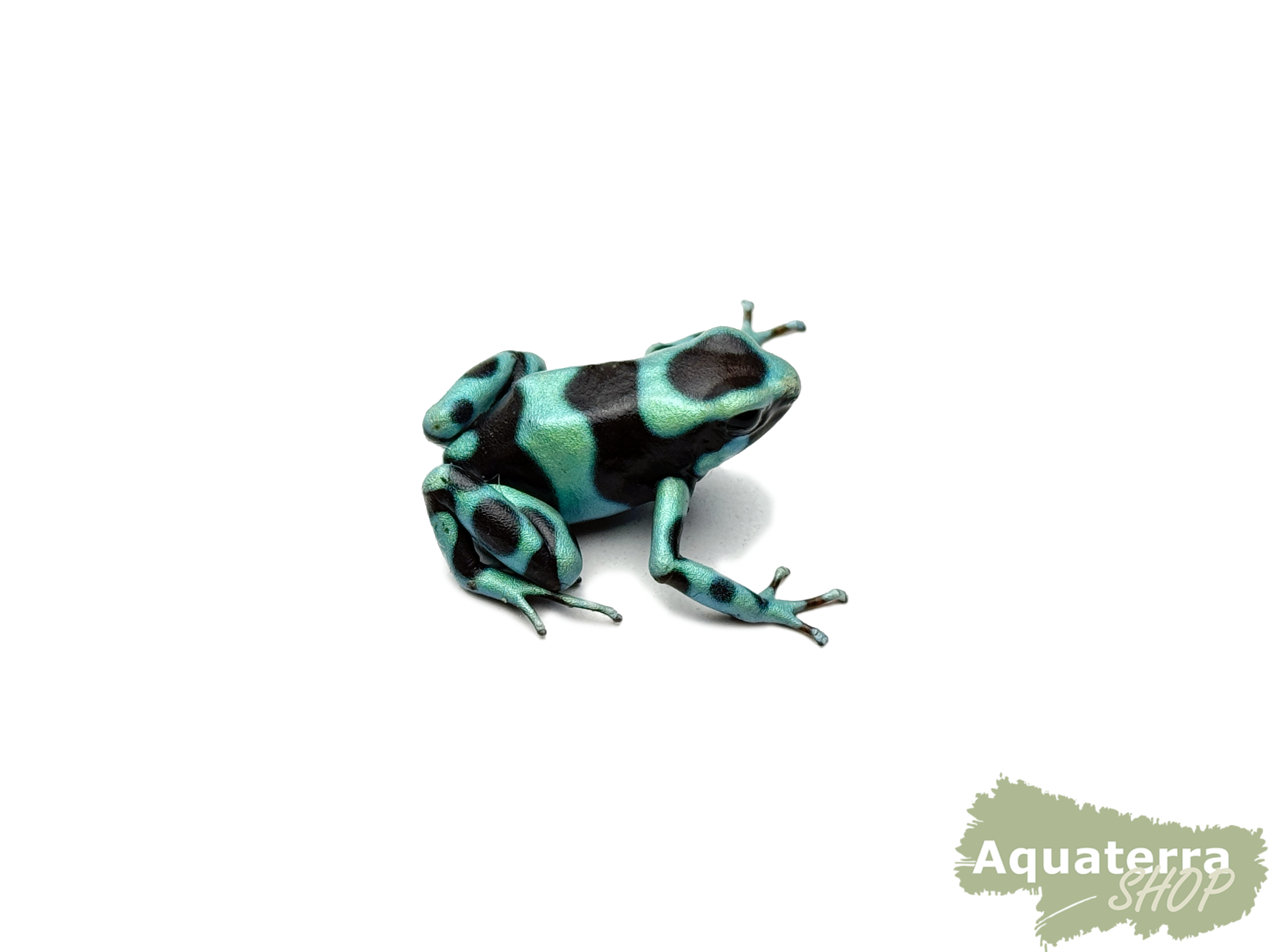 Dendrobates auratus, Goldbaumsteiger