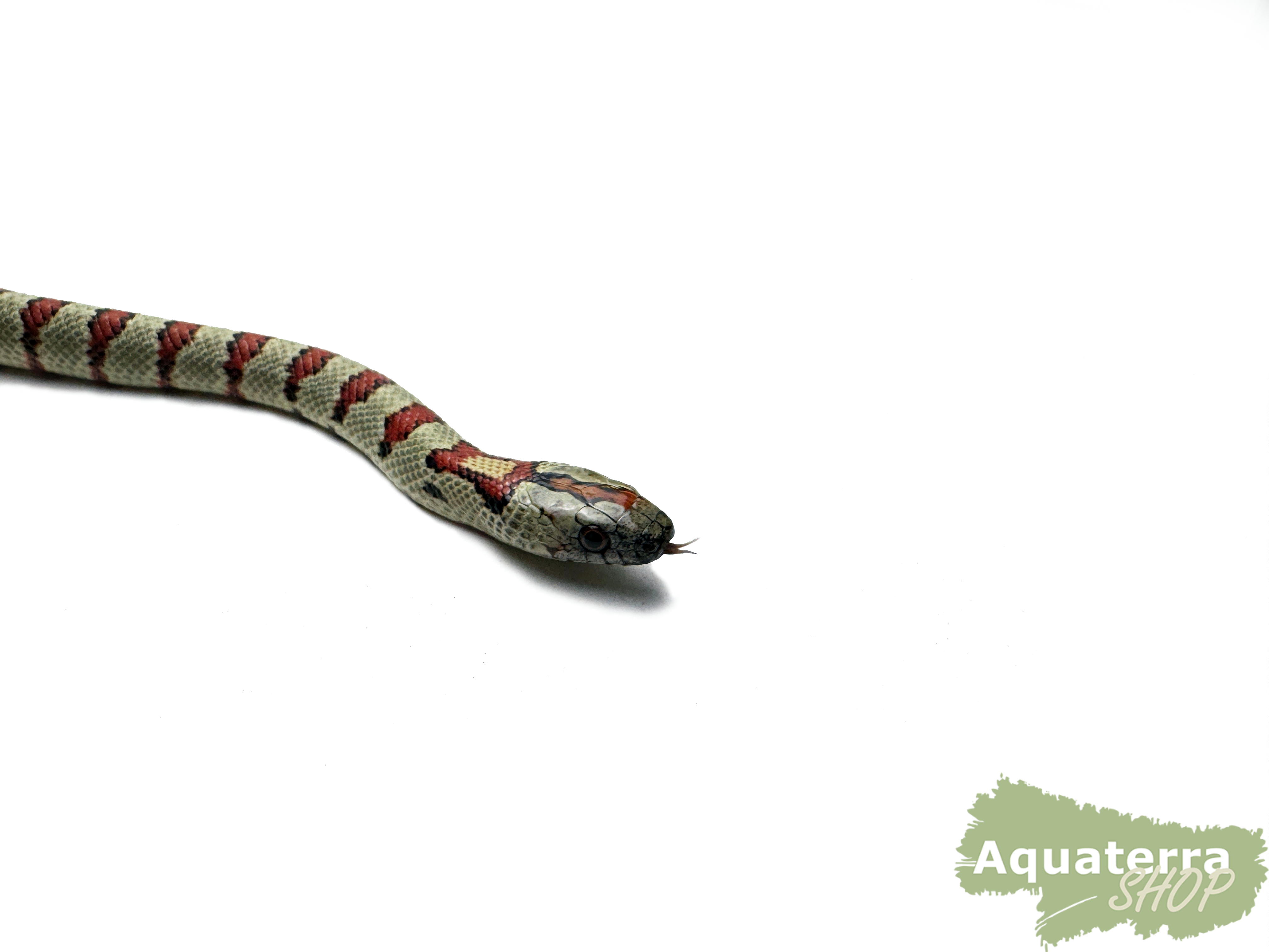 Lampropeltis Leonis, Variable Königsnatter