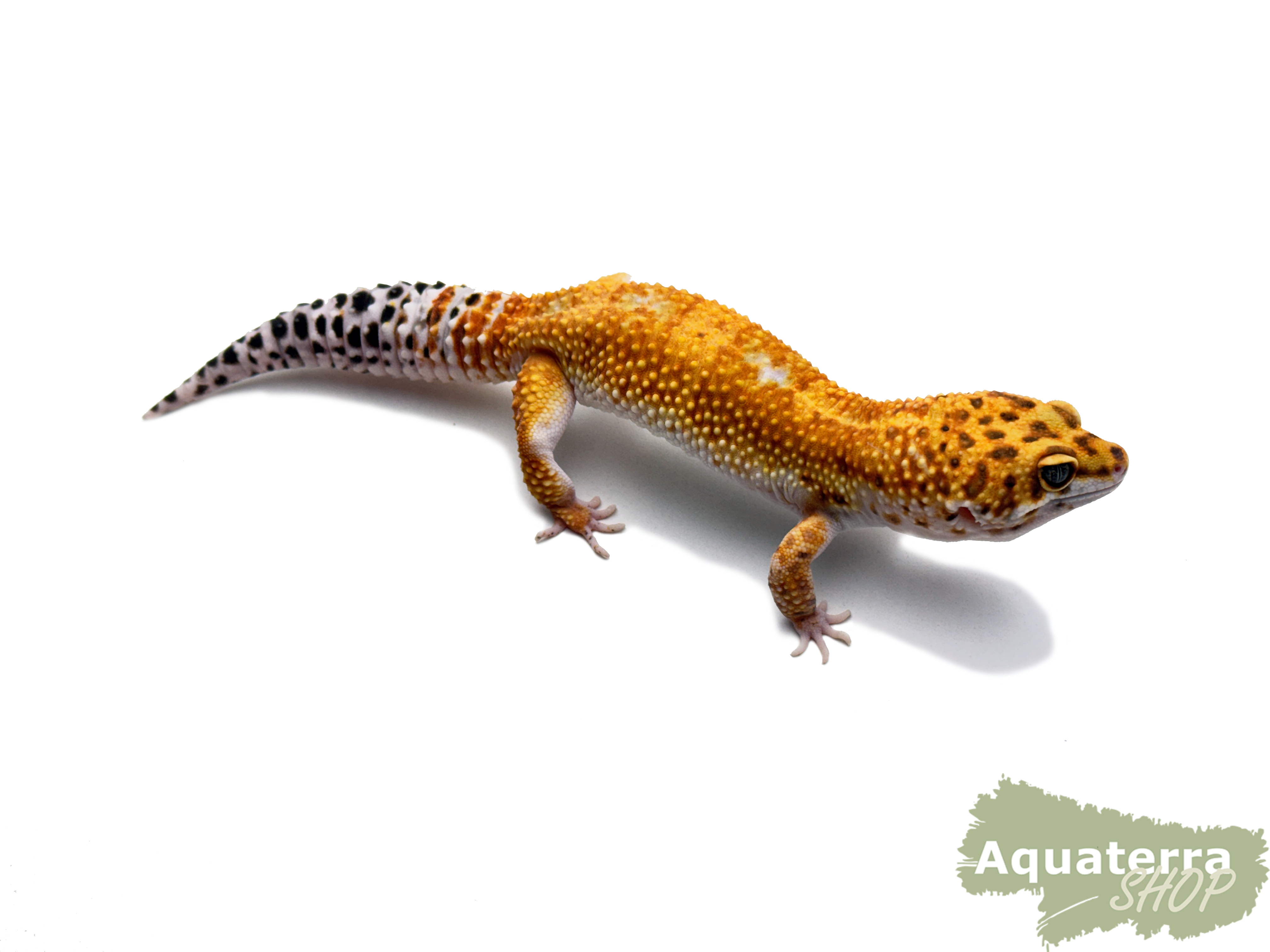 Eublepharis macularius, Leopardgecko