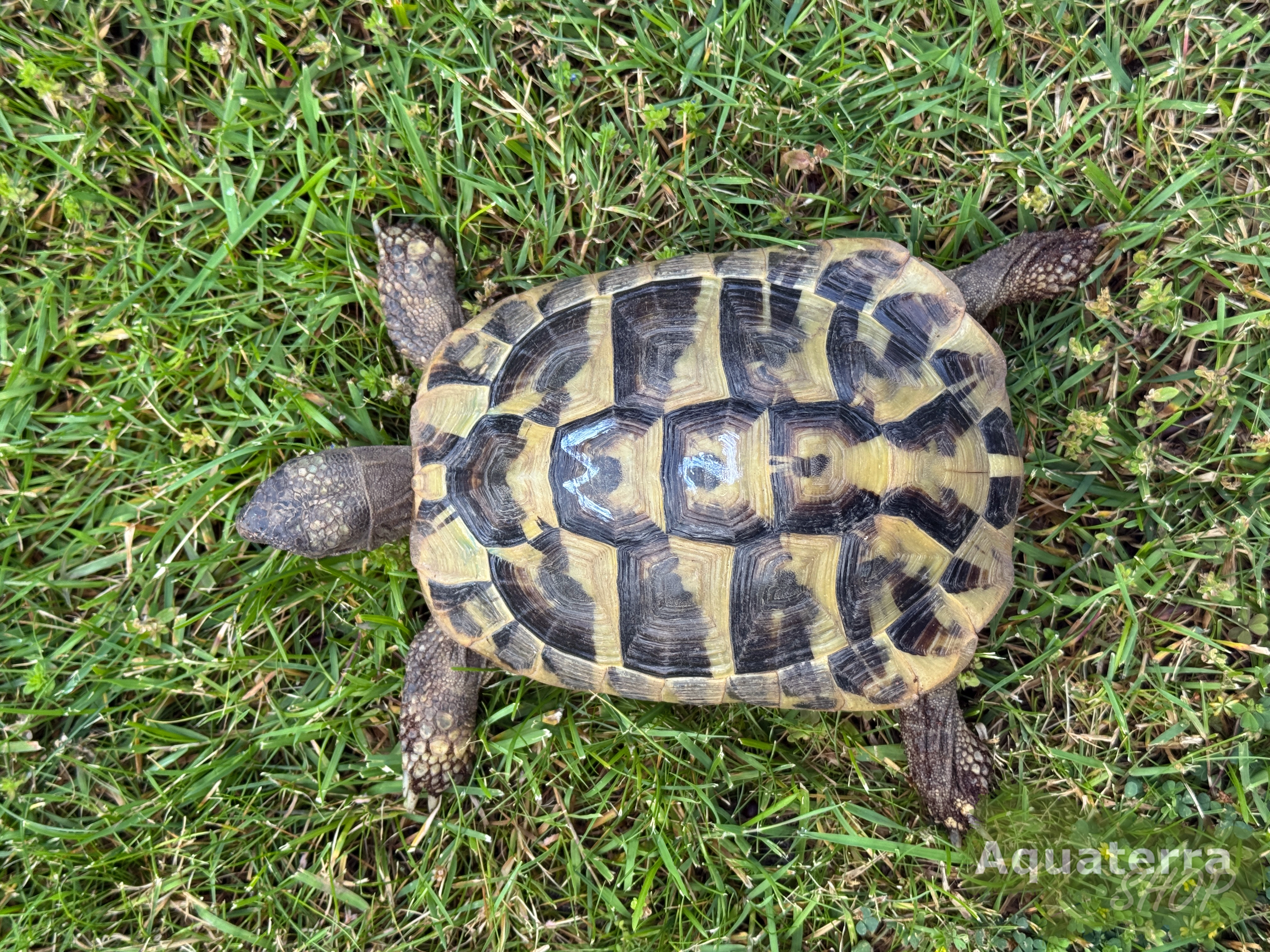 Testudo h. boettgeri, europäische Landschildkröte (Ostrasse)