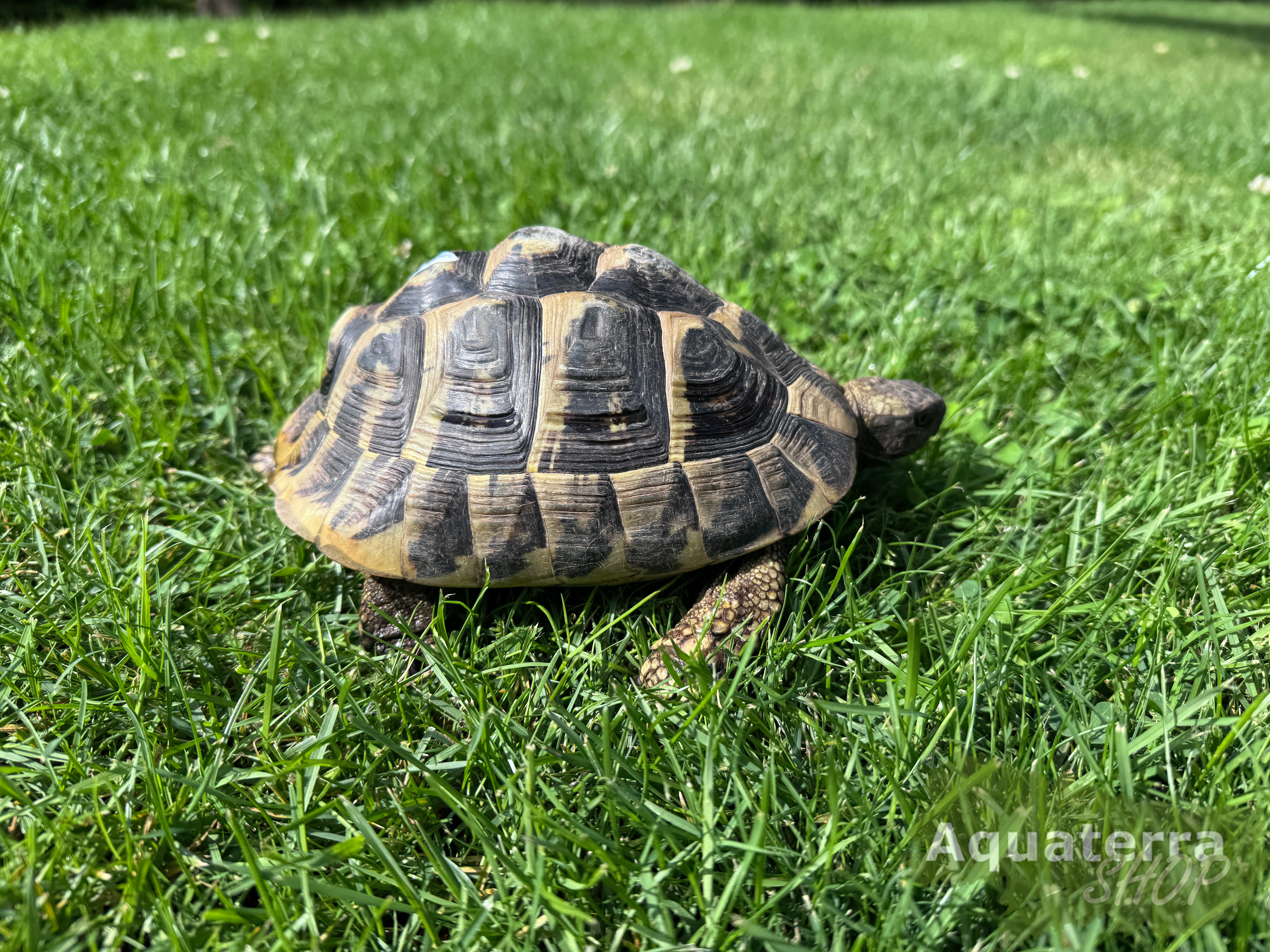Testudo h. boettgeri, europäische Landschildkröte (Ostrasse)