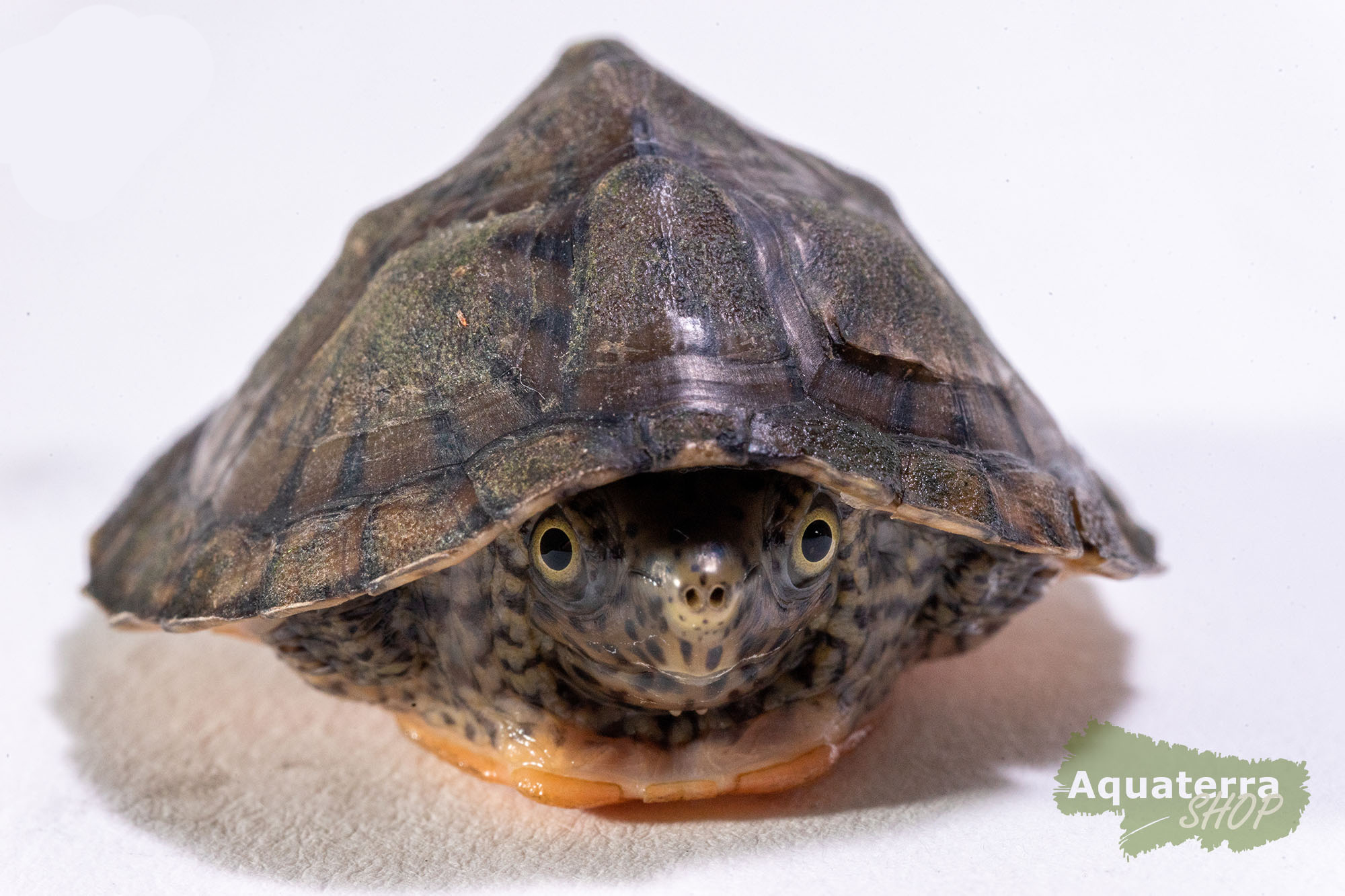 Sternotherus minor minor, Zwerg-Moschusschildkröte