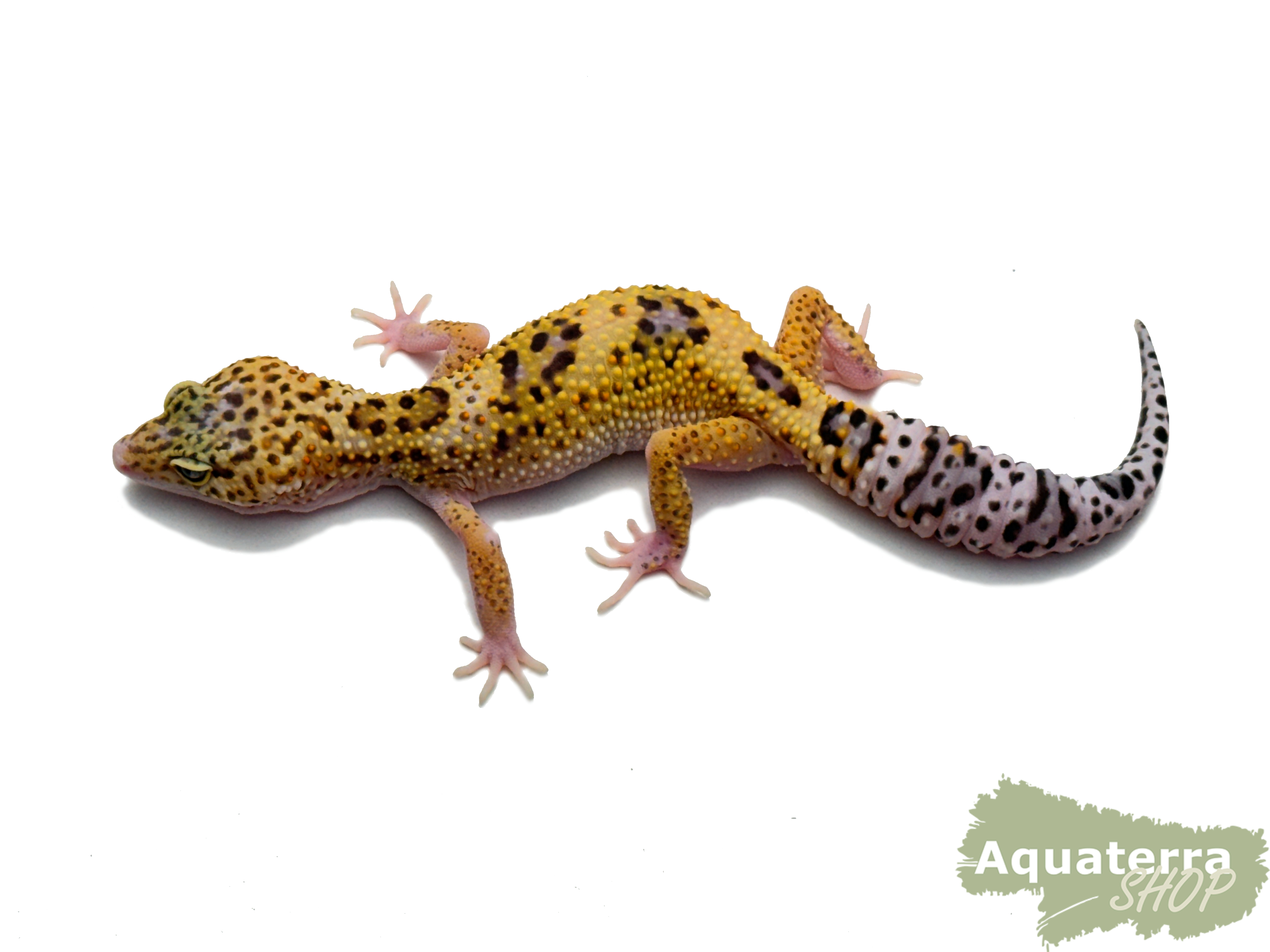 Eublepharis macularius, Leopardgecko