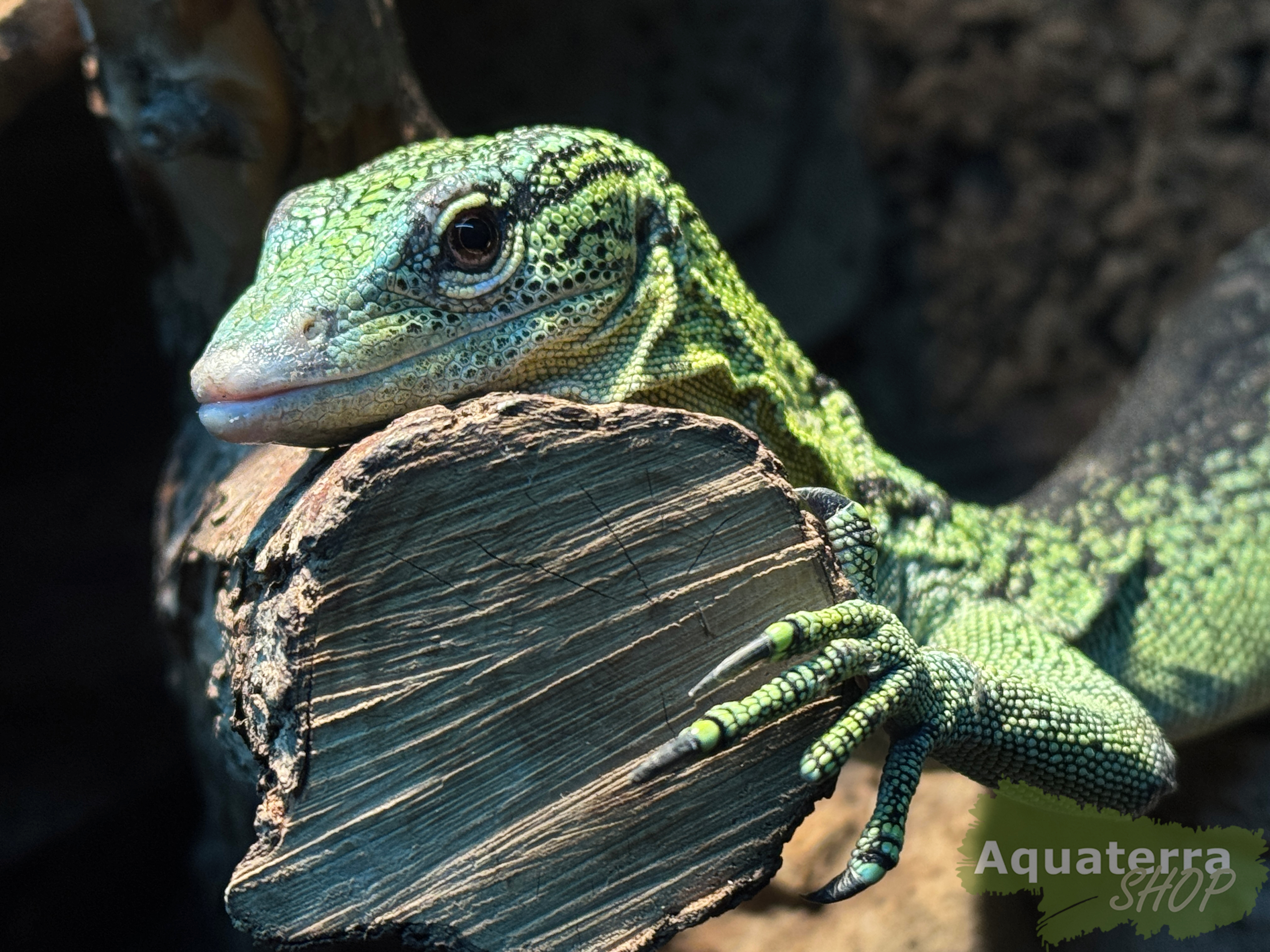 Varanus reisingeri, Baumwaran 