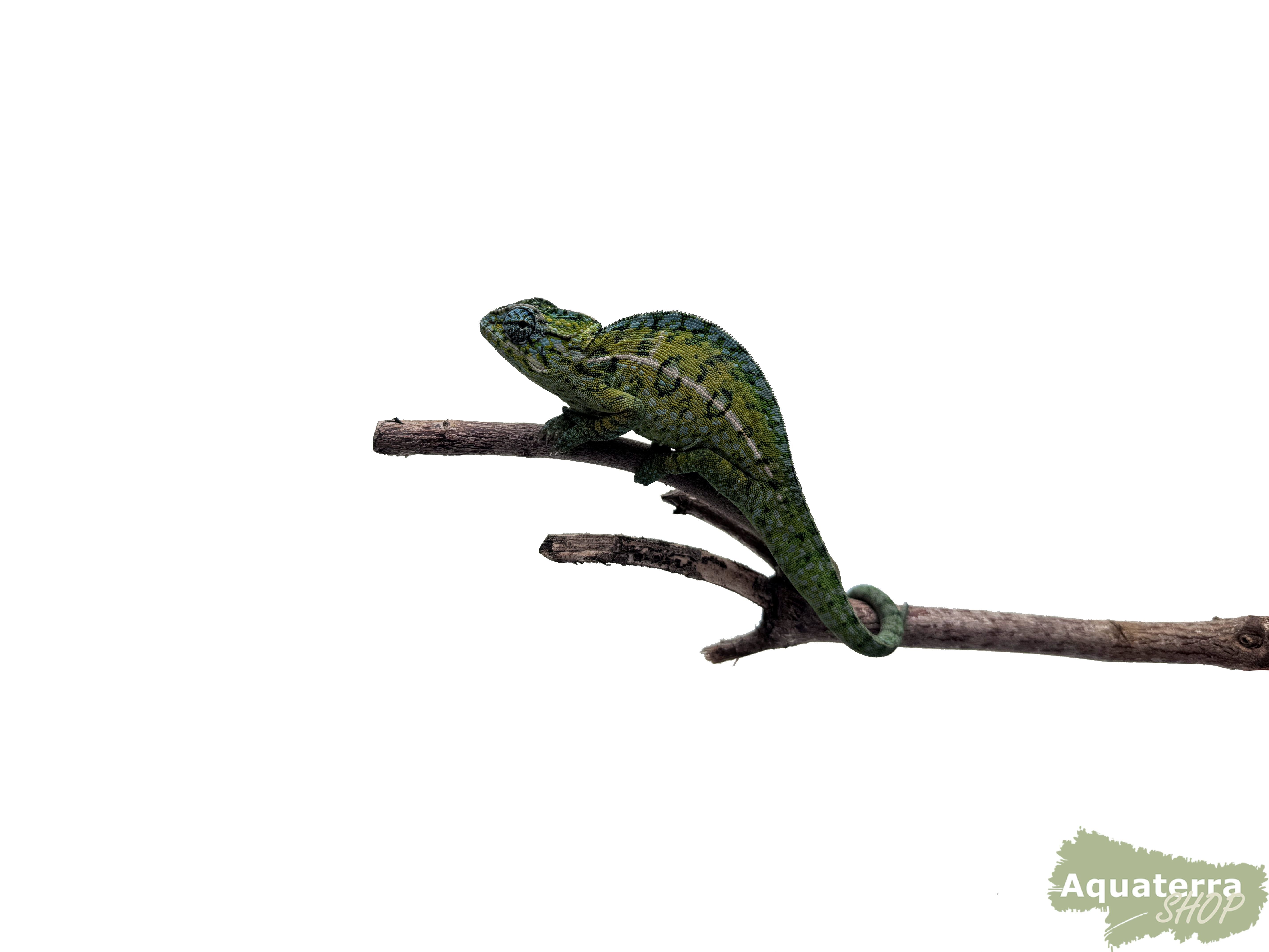 Furcifer lateralis, Teppichchamäleon