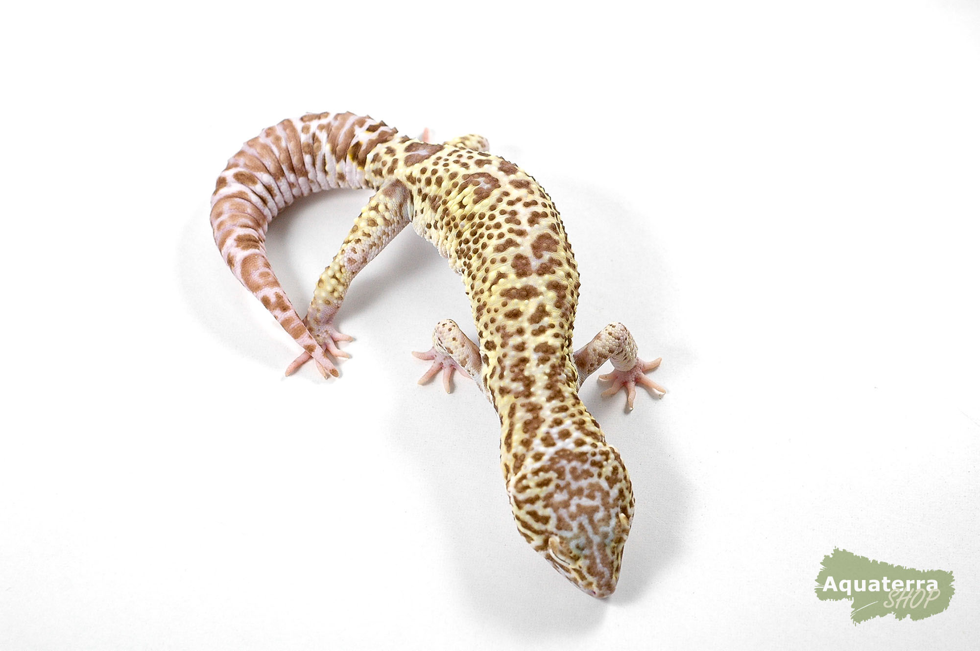 Eublepharis macularius, Leopardgecko