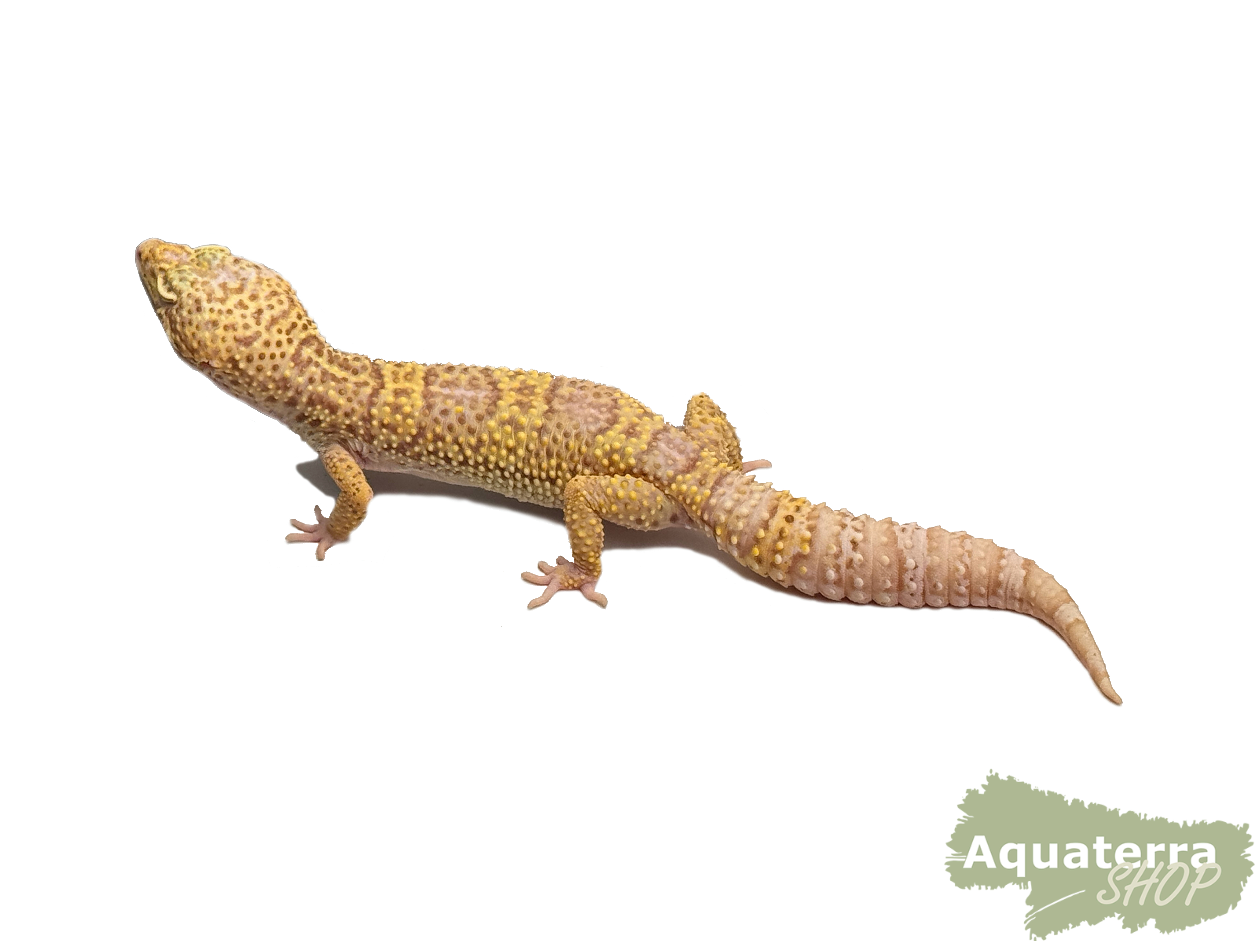 Eublepharis macularius, Leopardgecko