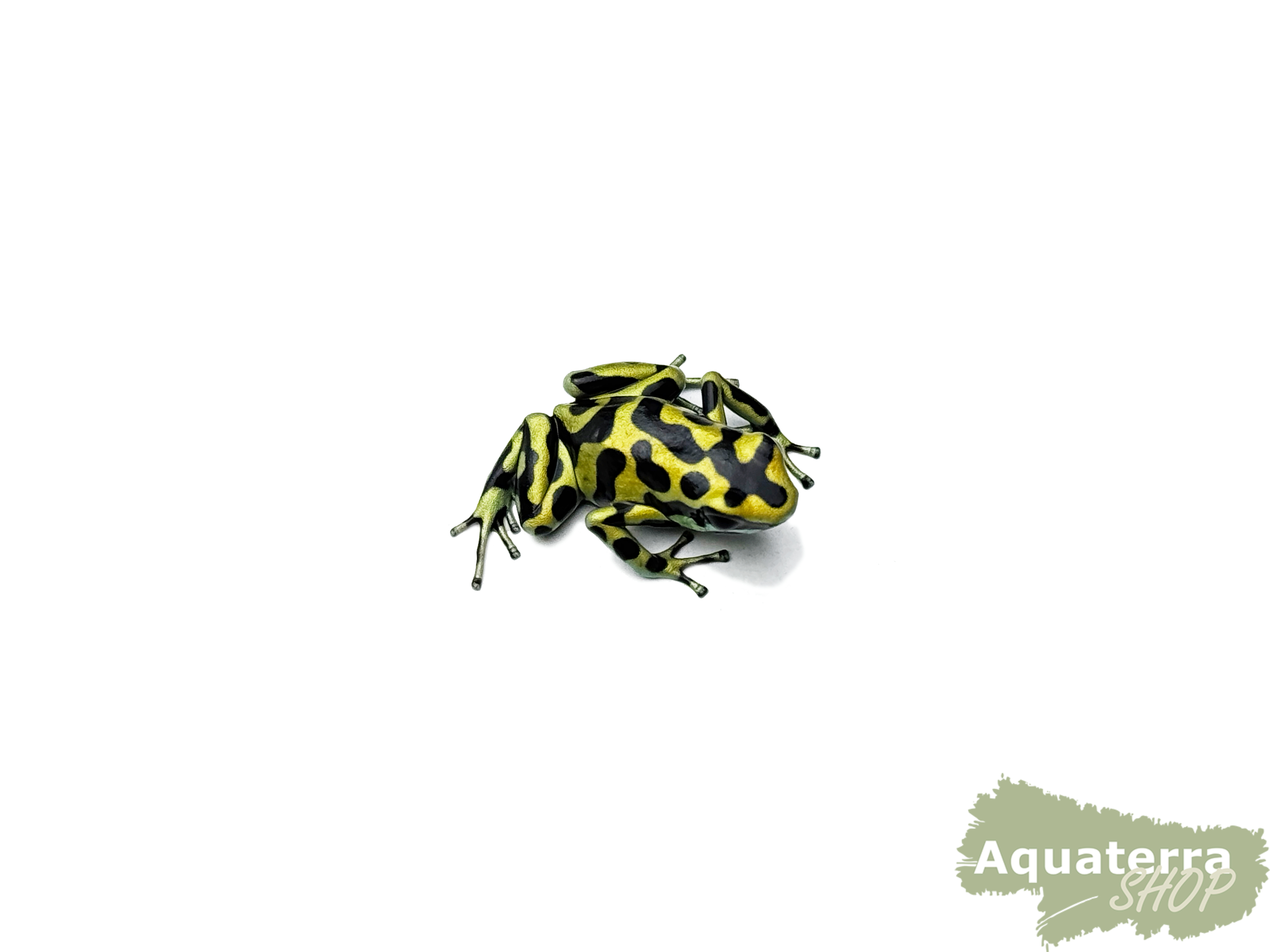 Dendrobates auratus, Goldbaumsteiger