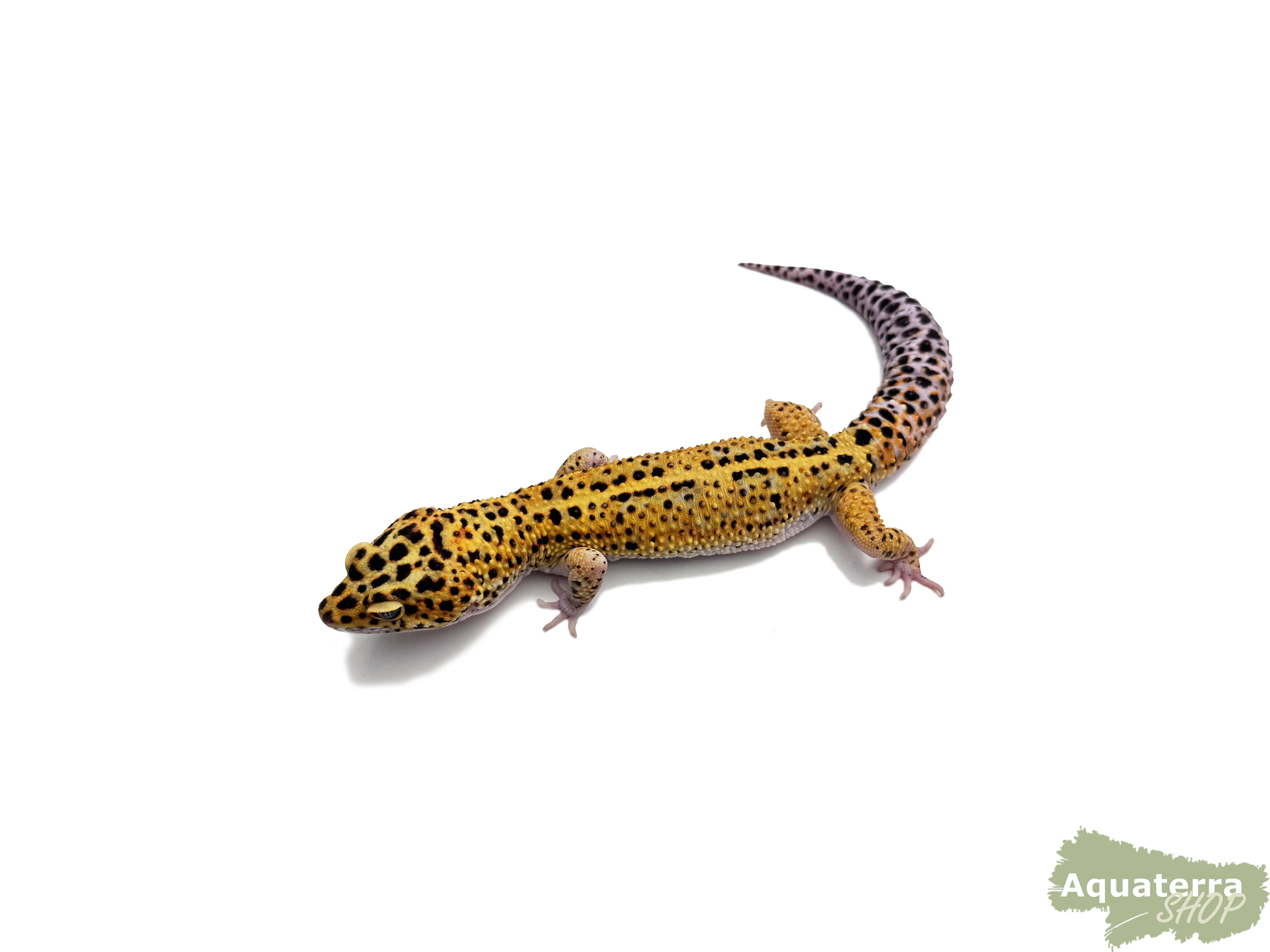 Eublepharis macularius, Leopardgecko