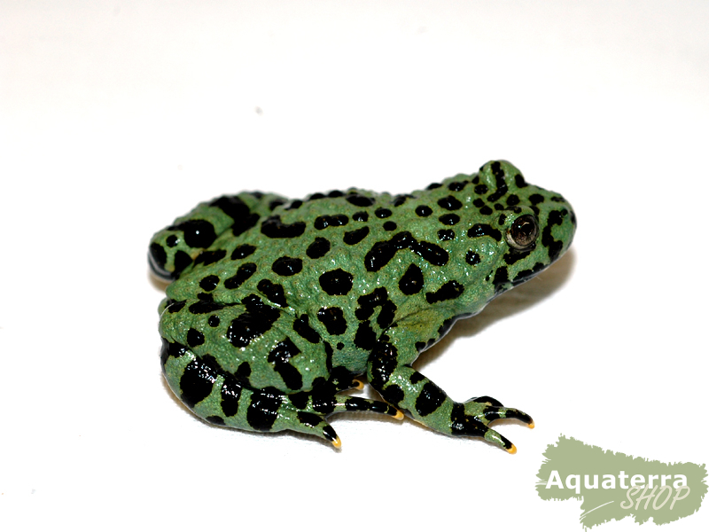 Bombina orientalis, Chinesische Rotbauchunke