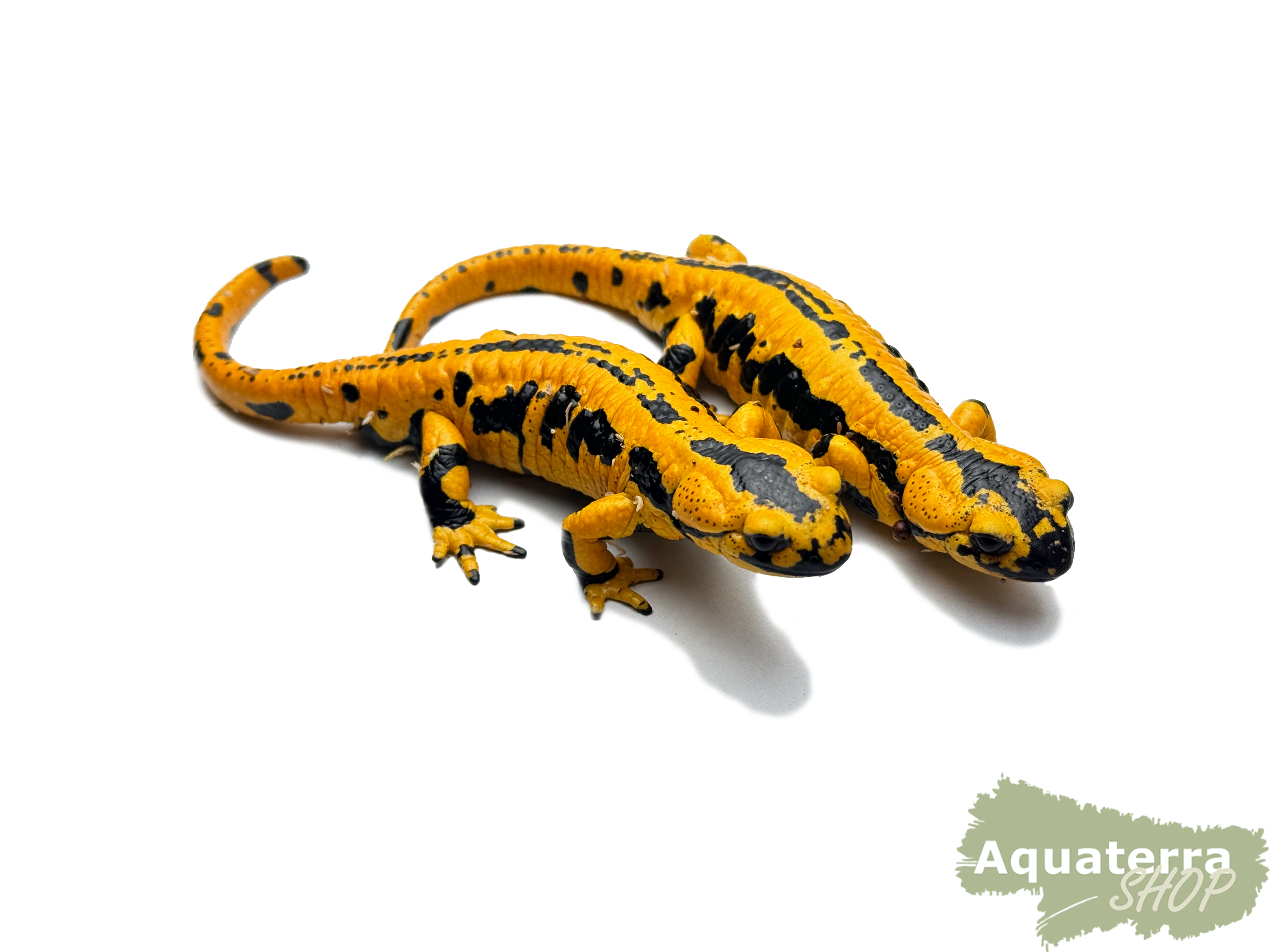 Salamandra s. terrestris, Feuersalamander
