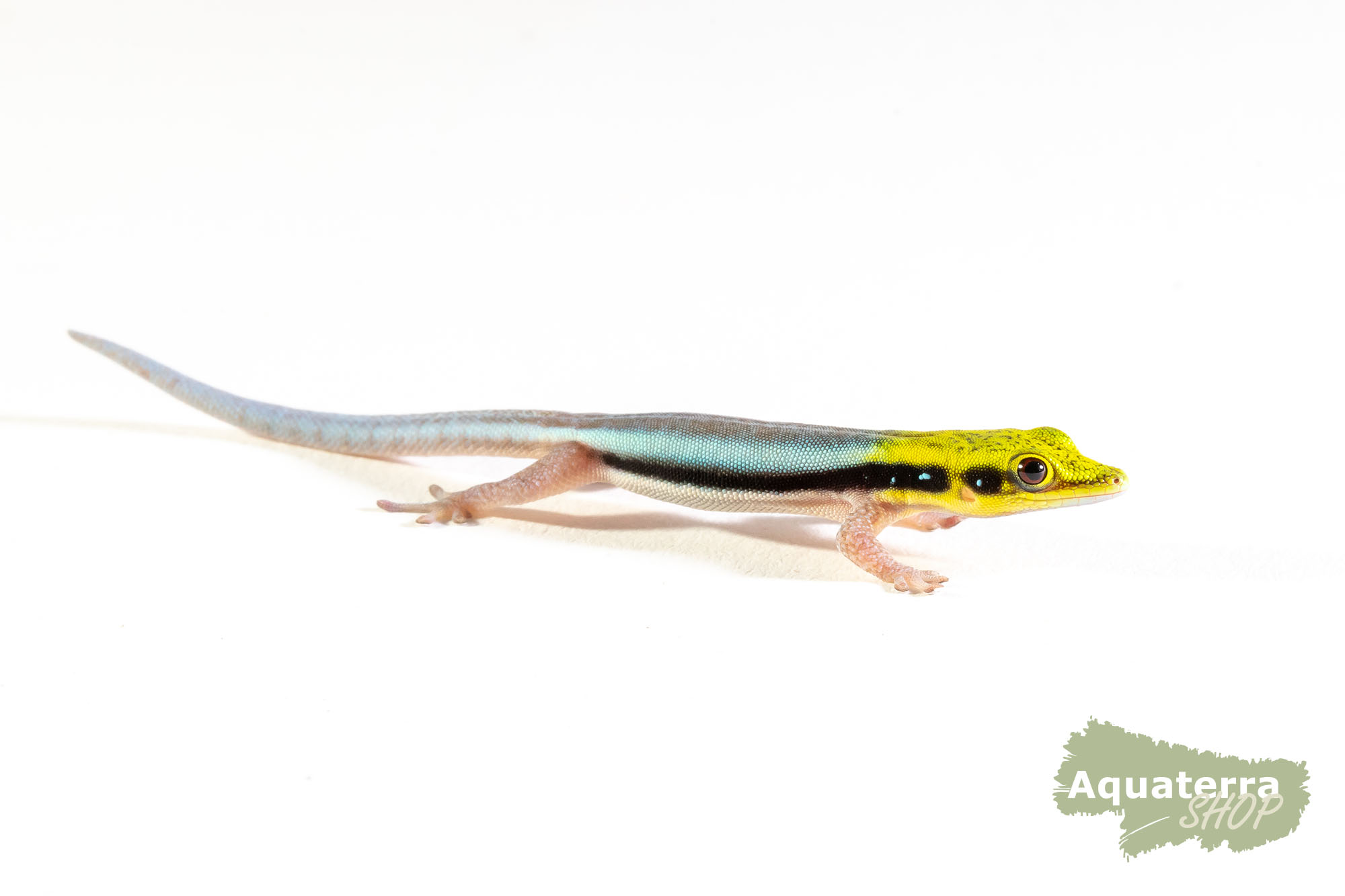 Phelsuma klemmeri, kleiner Bambustaggecko