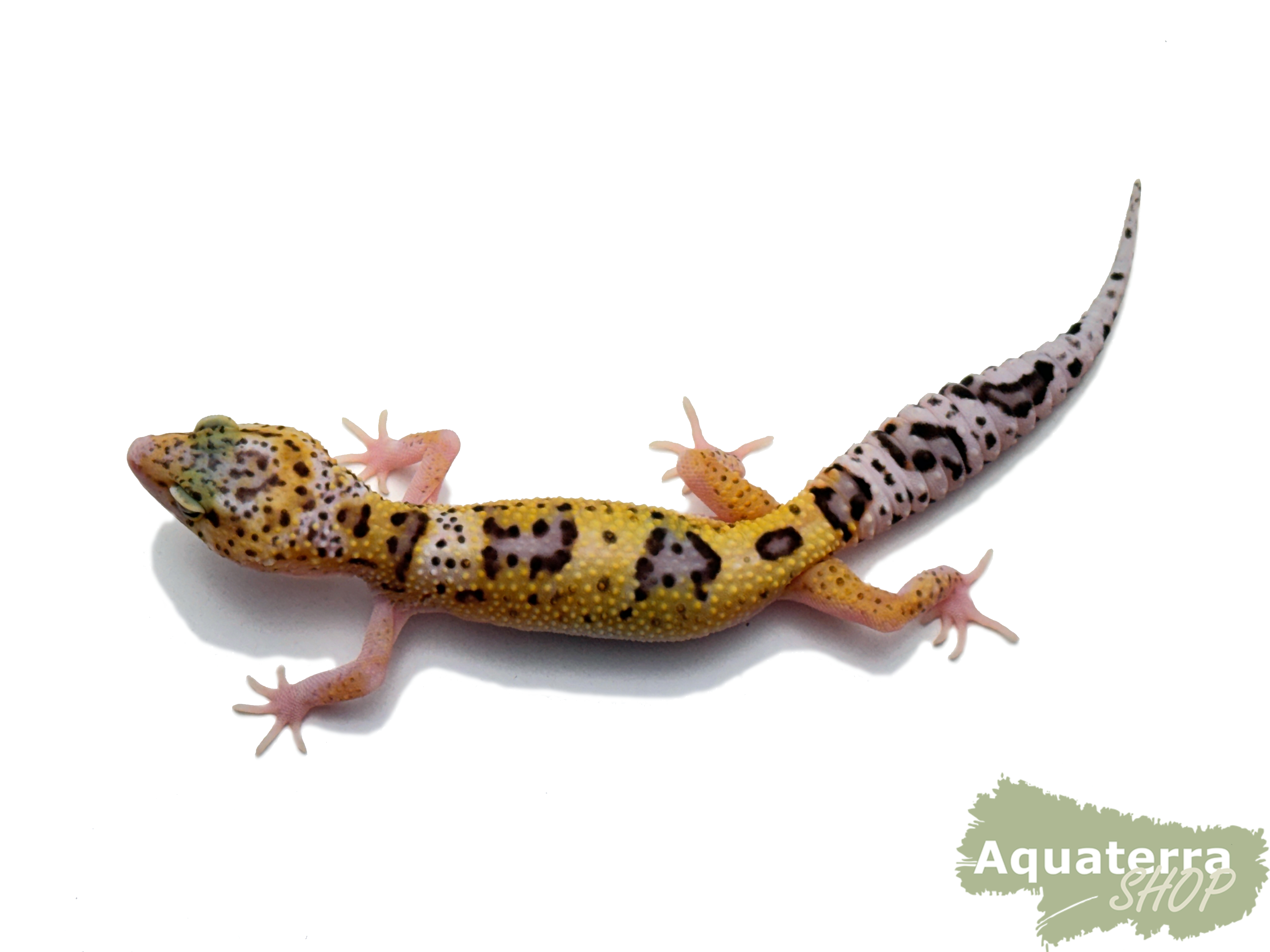 Eublepharis macularius, Leopardgecko