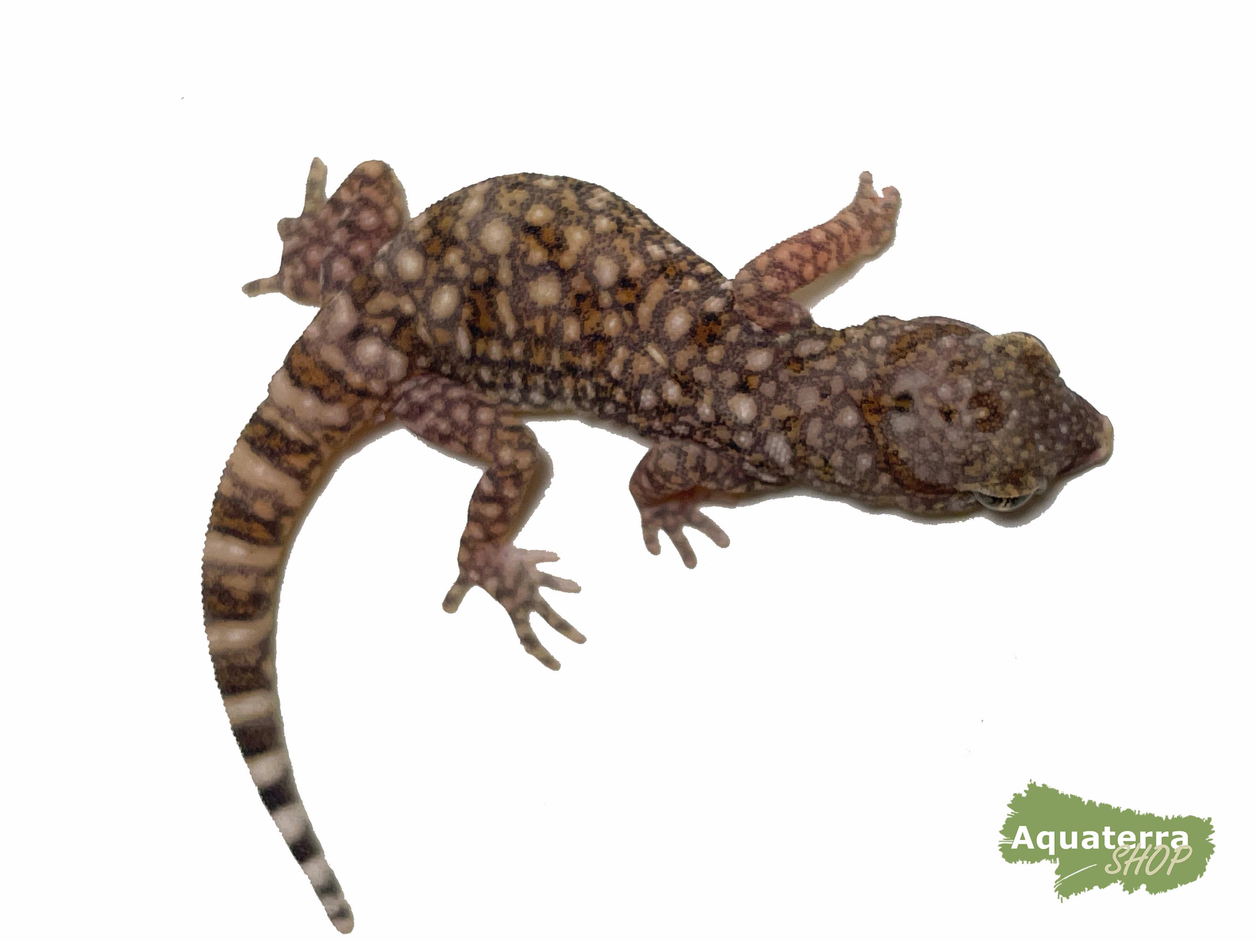 Stenodactylus sthenodactylus, Dünnfingergecko