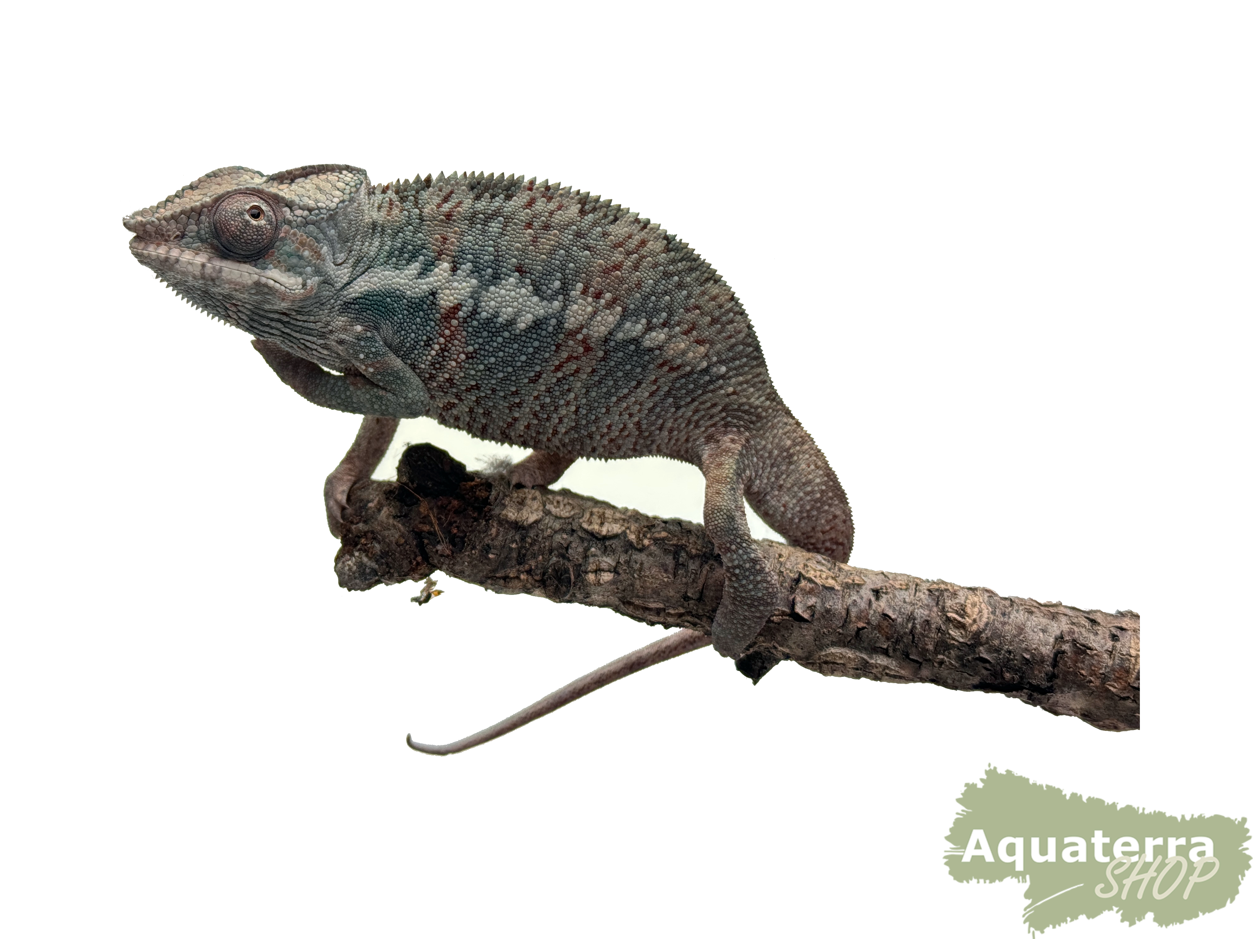 Furcifer pardalis, Pantherchamäleon 