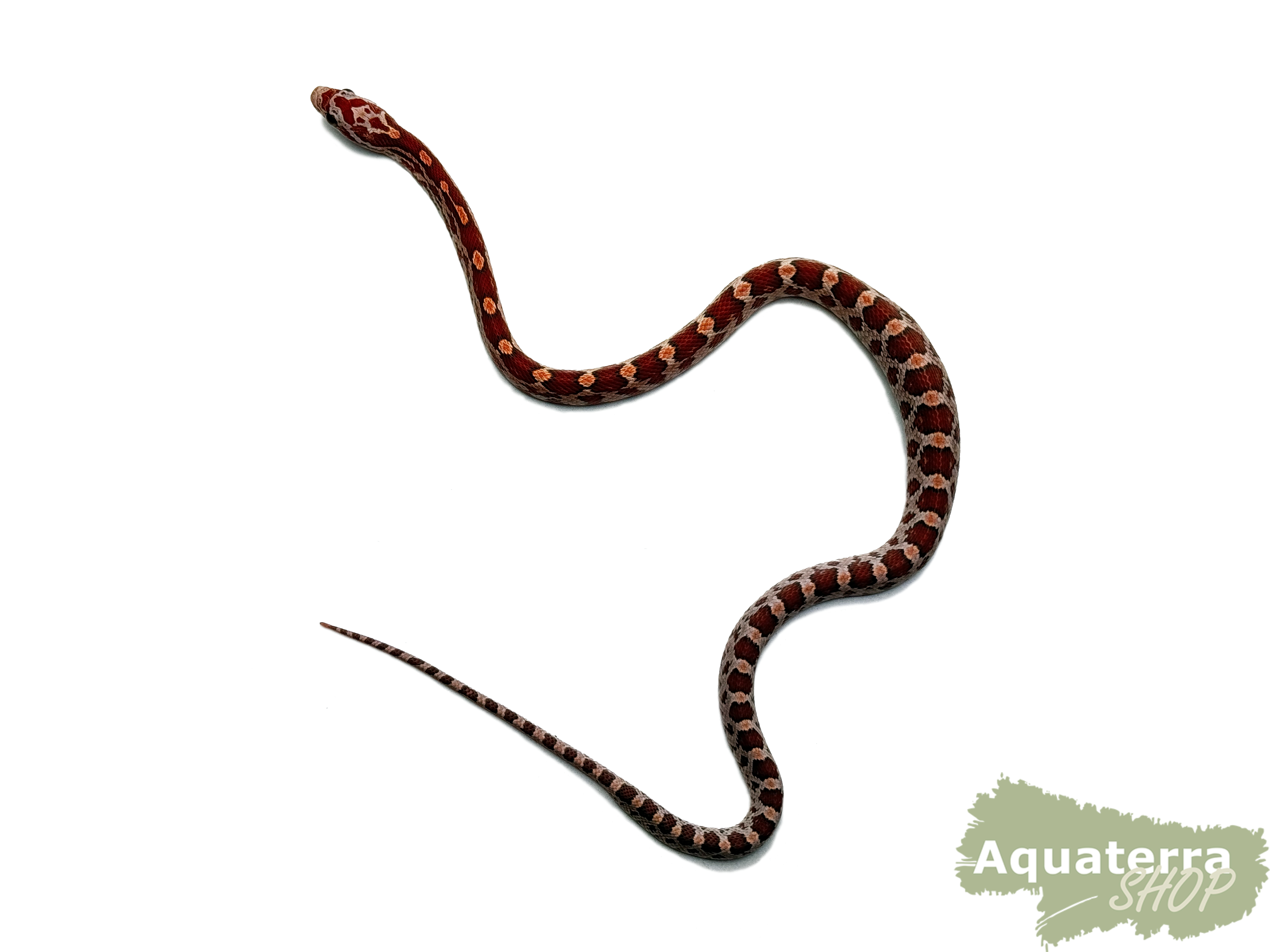Pantherophis guttatus, Kornnatter