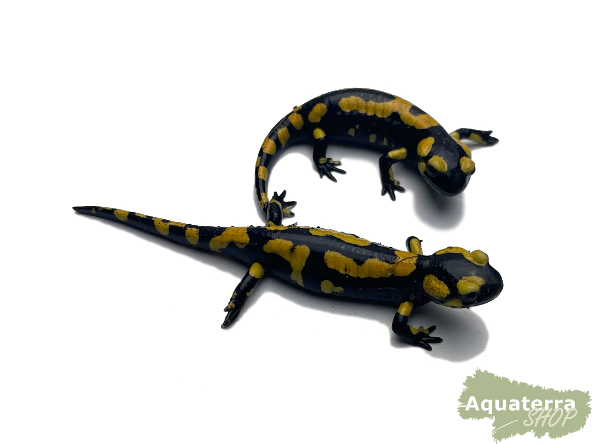 Salamandra terrestris, Feuersalamander