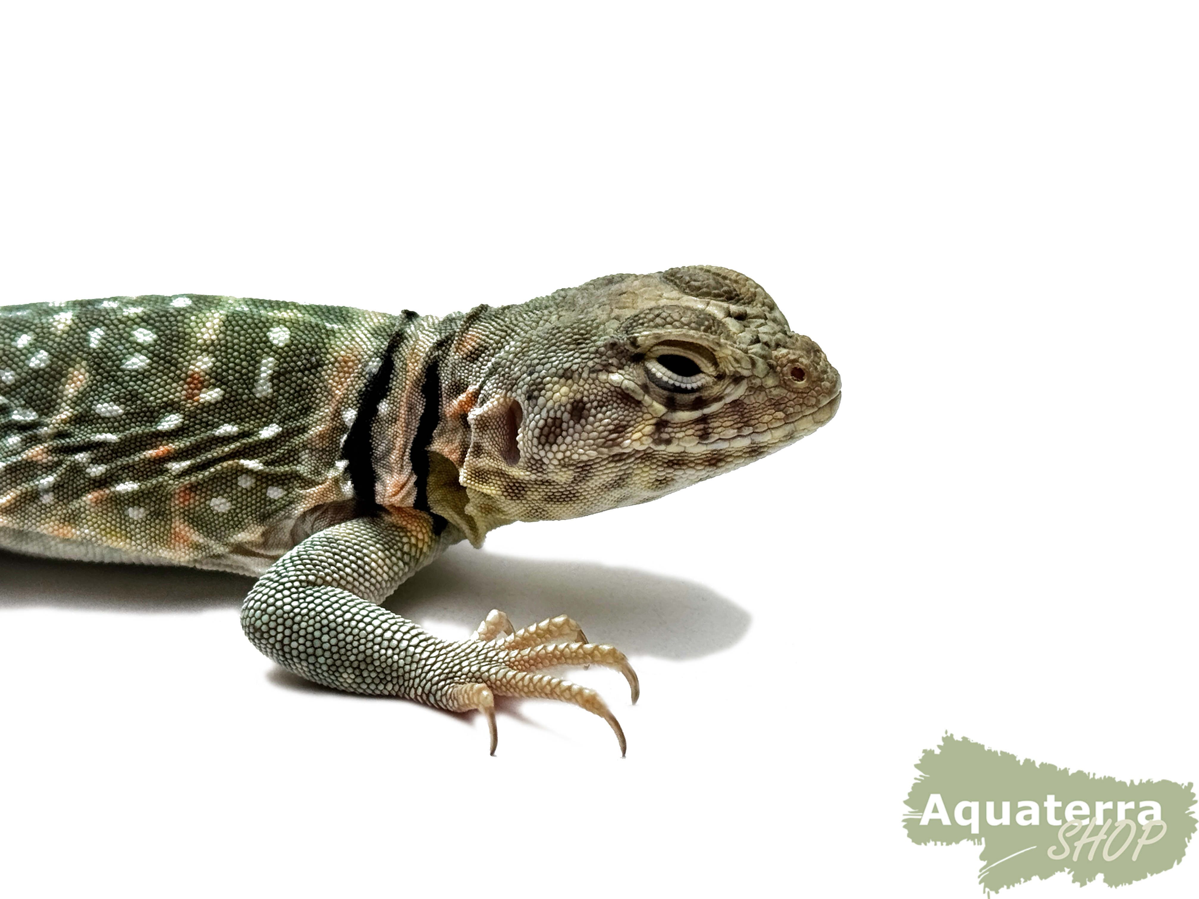 Crotaphytus collaris, Halsbandleguan